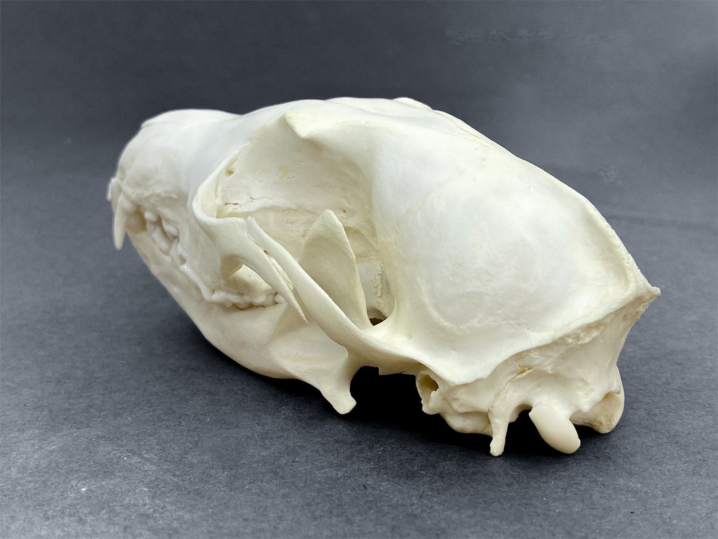 Real Arctic Fox skull (Vulpes lagopus), professionally cleaned, degreased and whitened, perfectly clean animal skull - Image 6