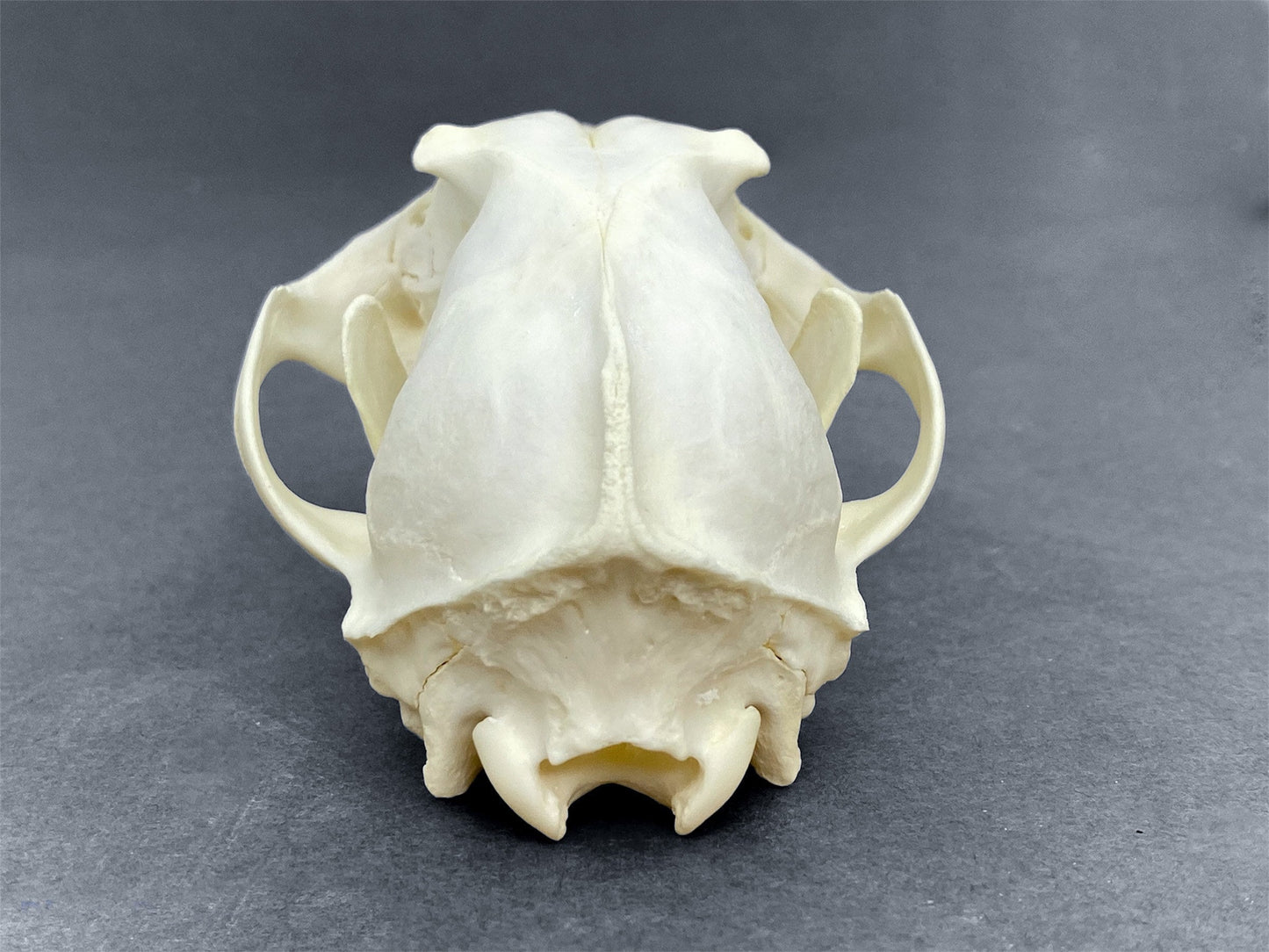 Real Arctic Fox skull (Vulpes lagopus), professionally cleaned, degreased and whitened, perfectly clean animal skull - Image 8