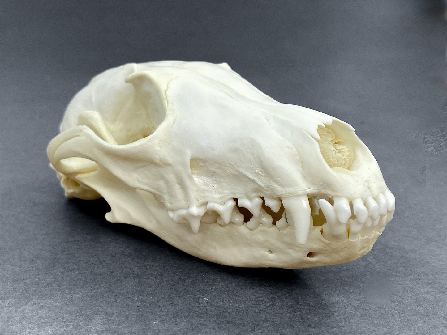 Real Arctic Fox skull (Vulpes lagopus), professionally cleaned, degreased and whitened, perfectly clean animal skull - Image 9