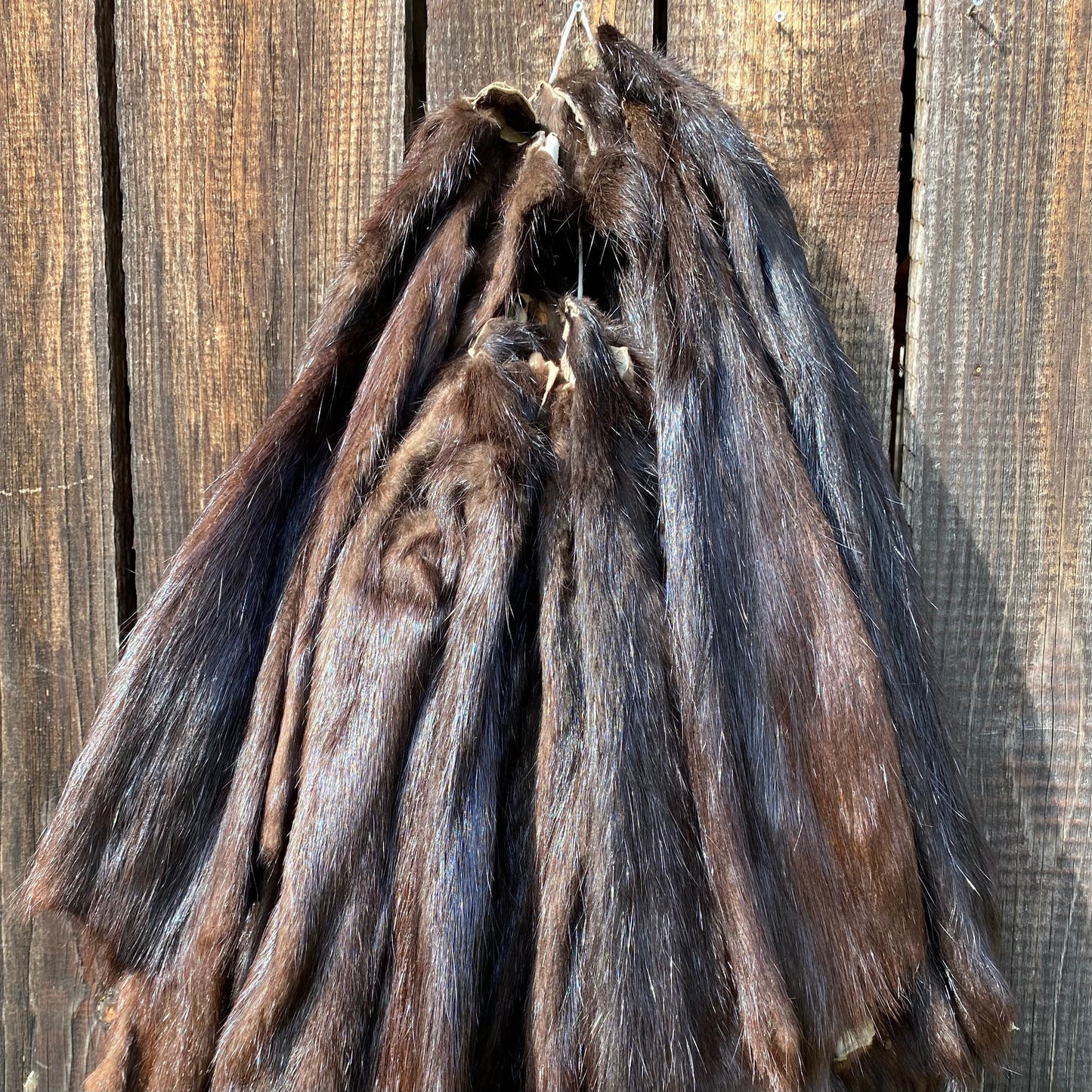 Real Nutria fur / Coypu hide / Coypus pelt