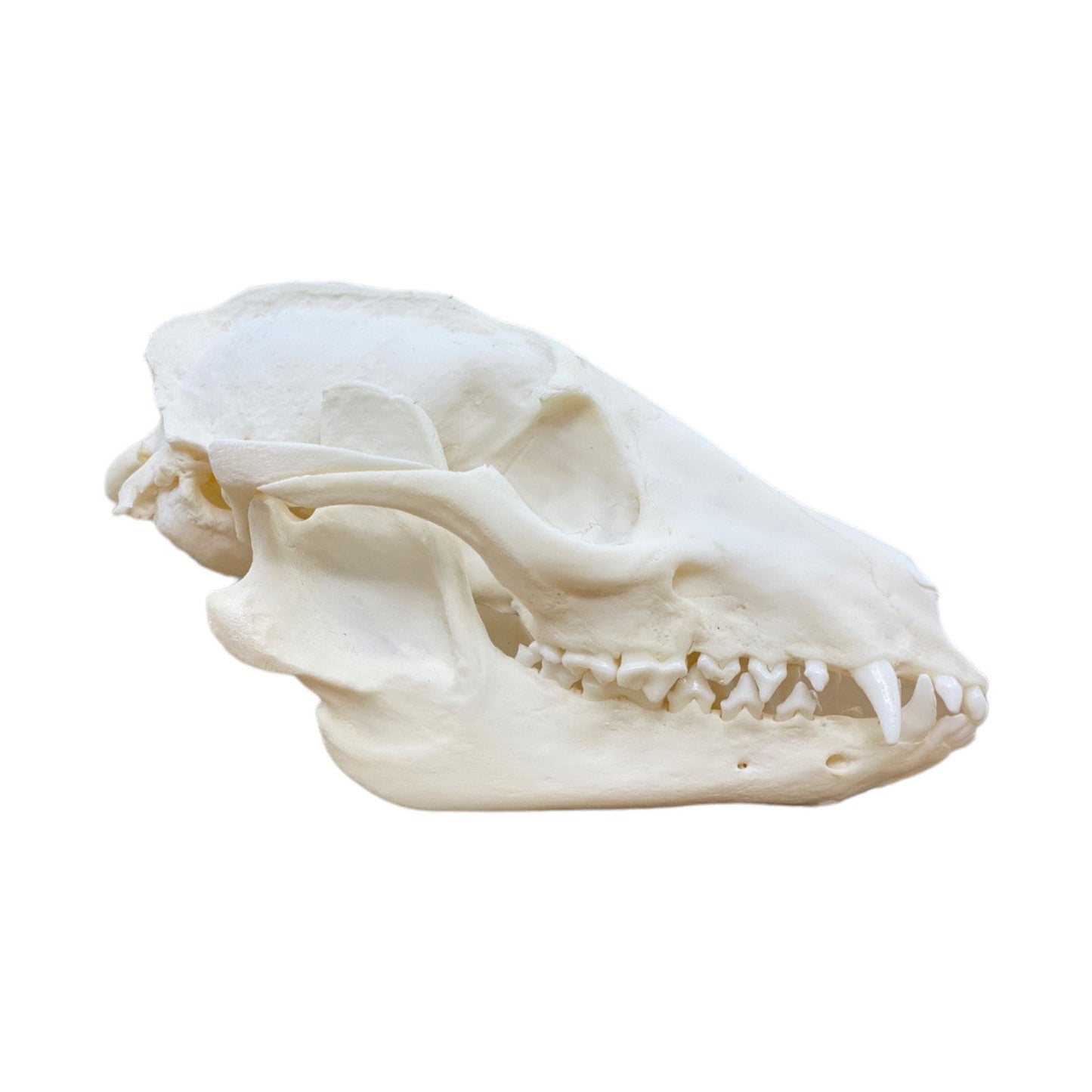 Real Tanuki / Japanese Raccoon Dog Skull (Nyctereutes) professionally cleaned, degreased and whitened, bone art" - Image 7