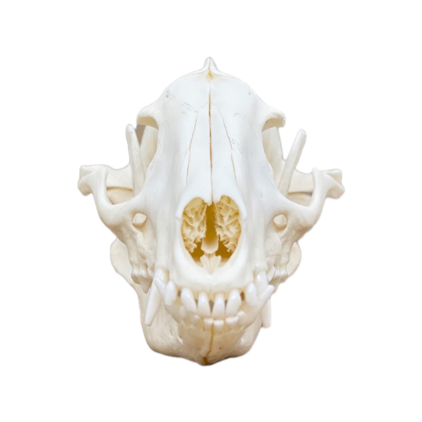 Real Tanuki / Japanese Raccoon Dog Skull (Nyctereutes) professionally cleaned, degreased and whitened, bone art" - Image 2