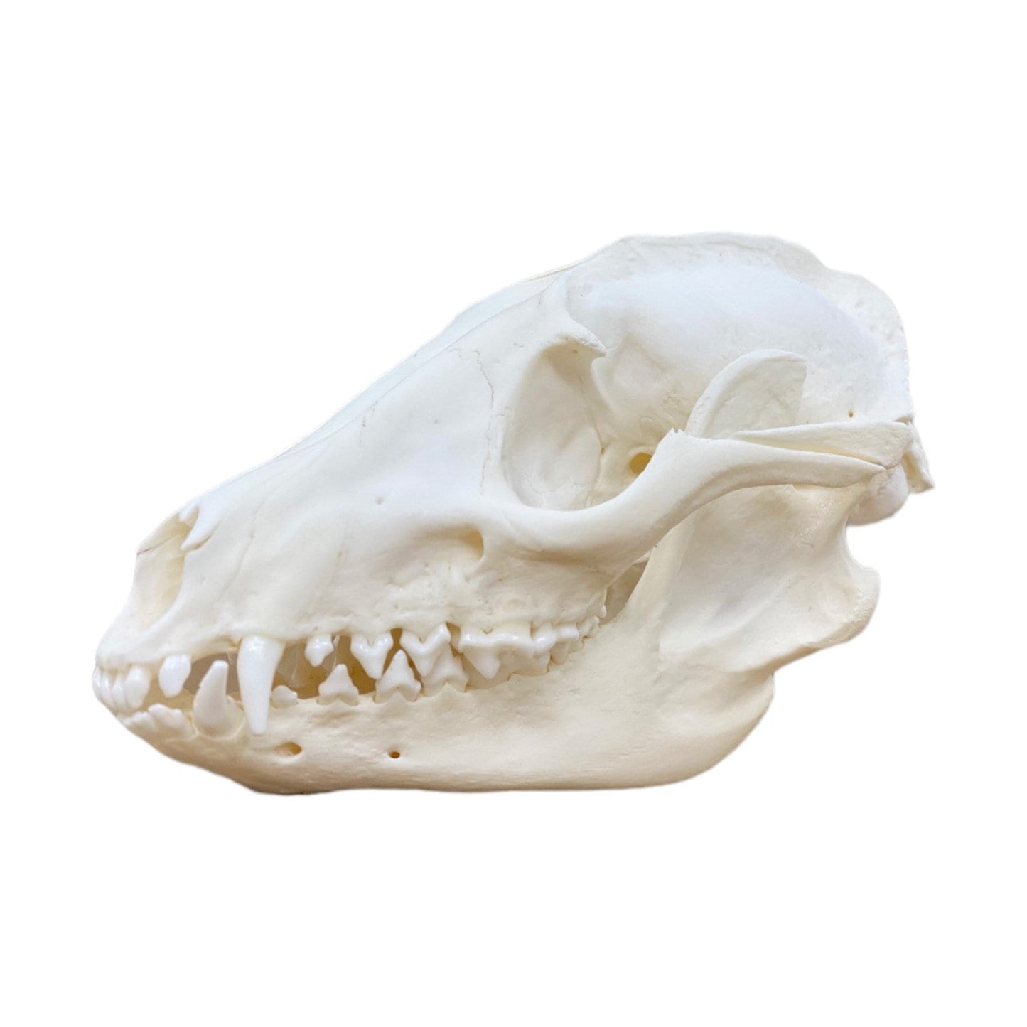 Real Tanuki / Japanese Raccoon Dog Skull (Nyctereutes) professionally cleaned, degreased and whitened, bone art" - Image 5