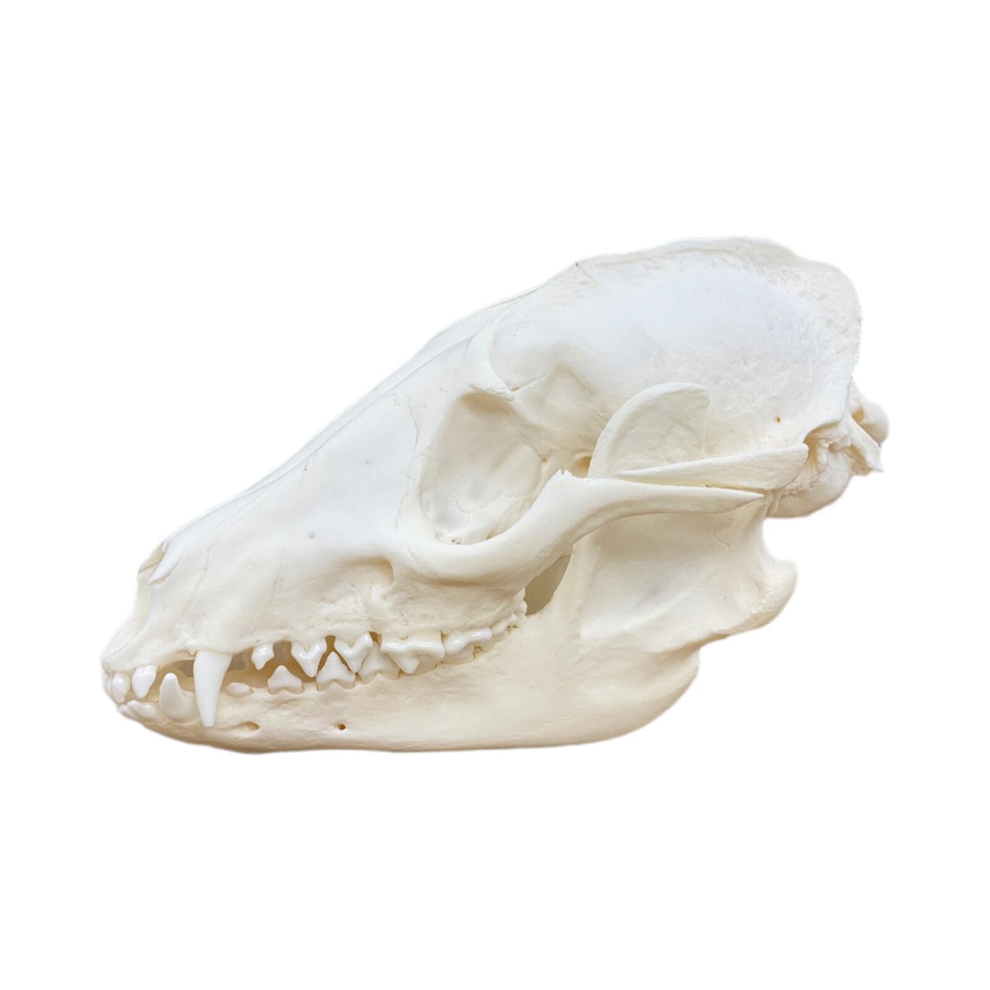 Real Tanuki / Japanese Raccoon Dog Skull (Nyctereutes) professionally cleaned, degreased and whitened, bone art" - Image 9