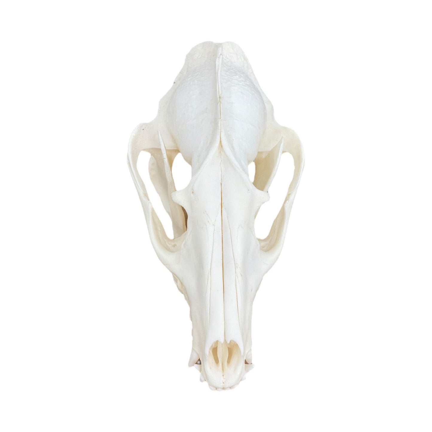 Real Tanuki / Japanese Raccoon Dog Skull (Nyctereutes) professionally cleaned, degreased and whitened, bone art" - Image 6