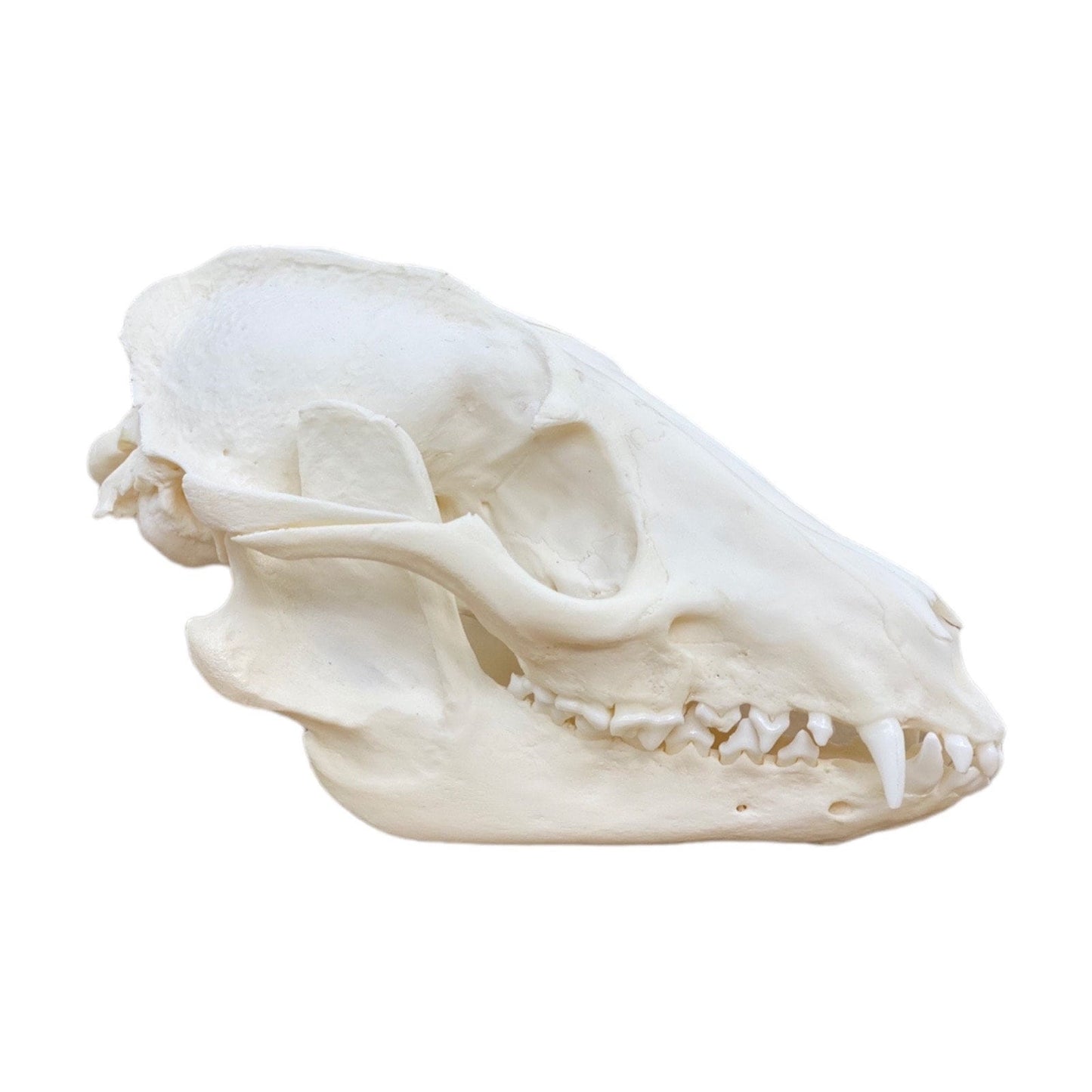 Real Tanuki / Japanese Raccoon Dog Skull (Nyctereutes) professionally cleaned, degreased and whitened, bone art" - Image 4