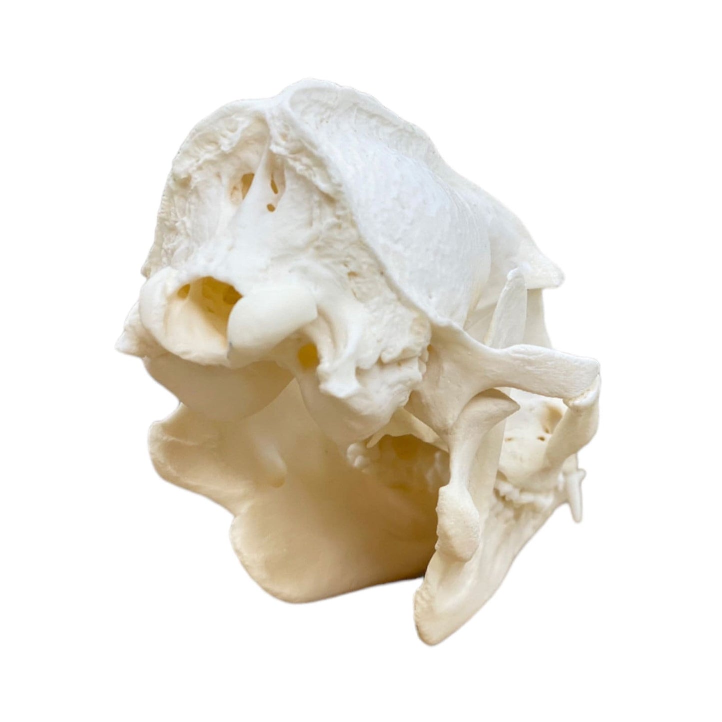 Real Tanuki / Japanese Raccoon Dog Skull (Nyctereutes) professionally cleaned, degreased and whitened, bone art" - Image 10