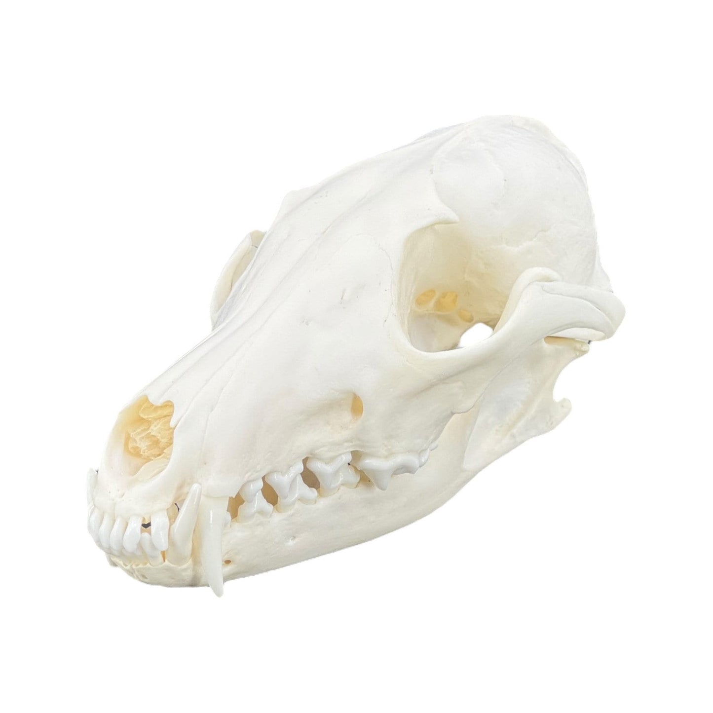 Real Red Fox Skull (Vulpes vulpes), degreased and whitened, bone art, perfectly clean animal skull - Image 10