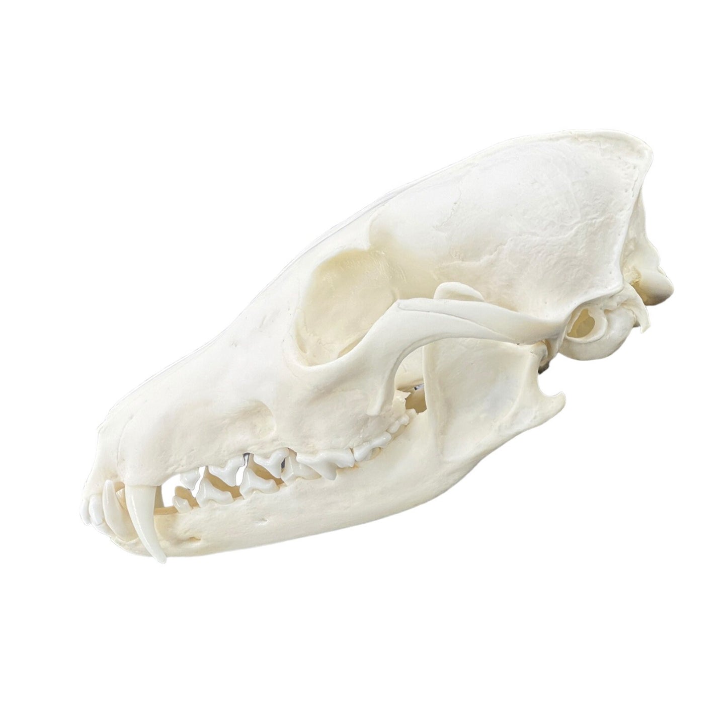 Real Red Fox Skull (Vulpes vulpes), degreased and whitened, bone art, perfectly clean animal skull - Image 7