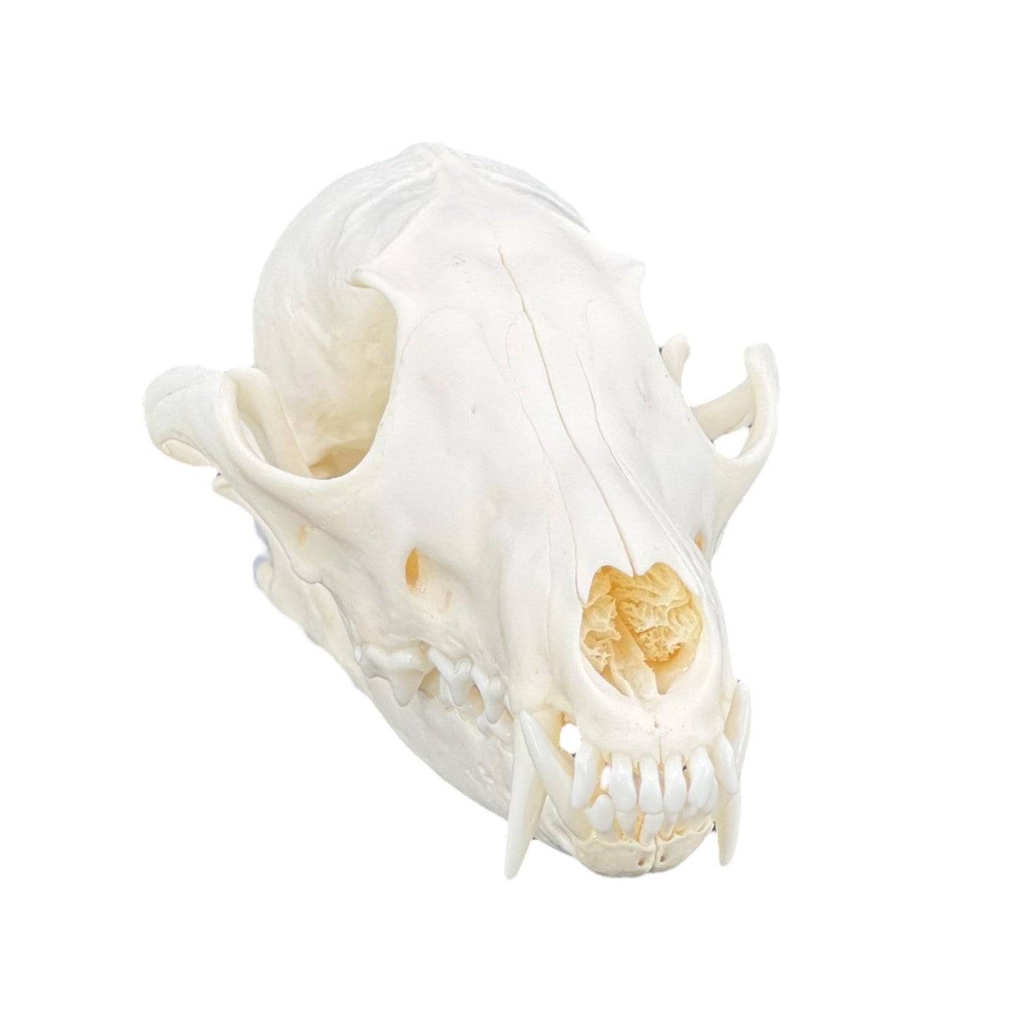 Real Red Fox Skull (Vulpes vulpes), degreased and whitened, bone art, perfectly clean animal skull - Image 2