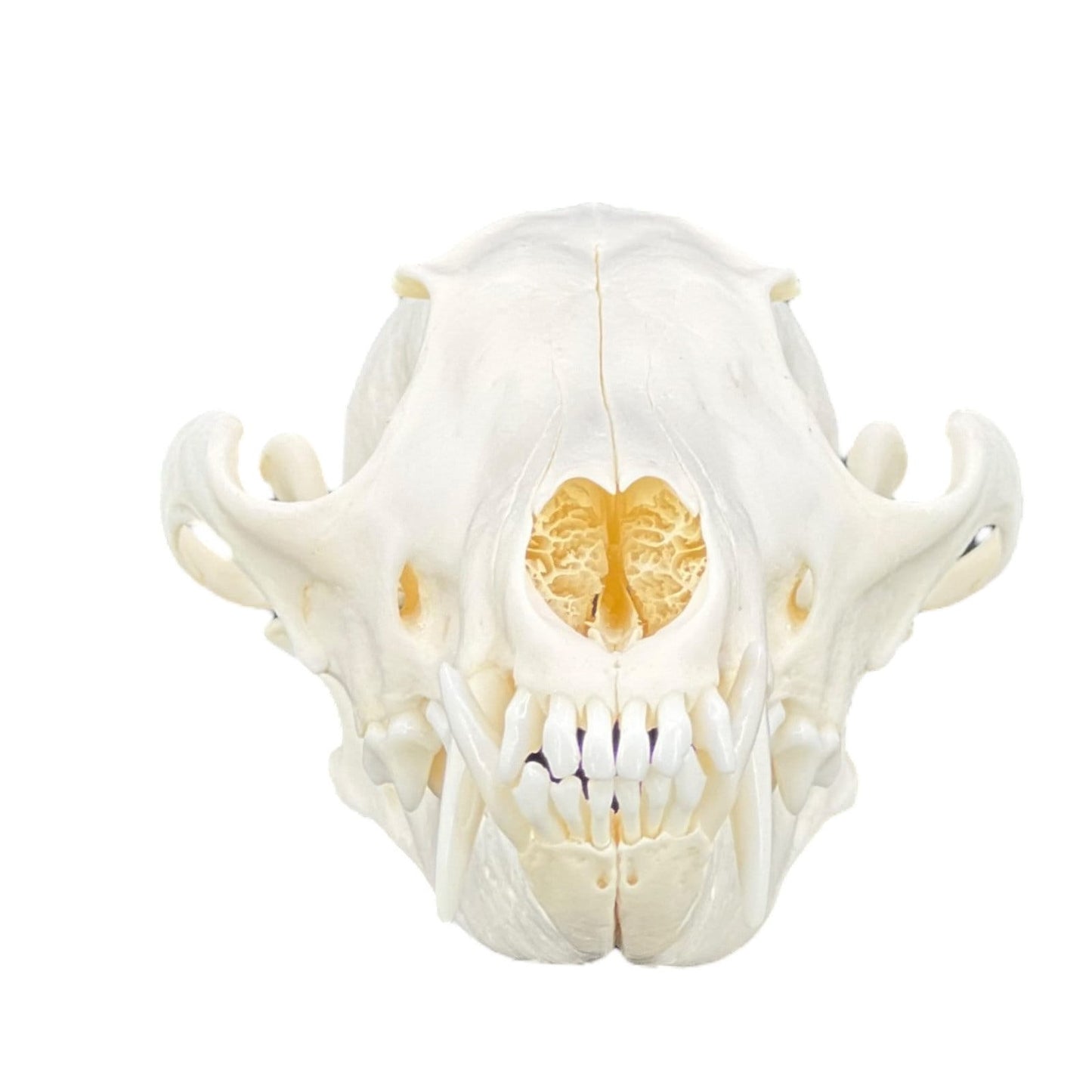 Real Red Fox Skull (Vulpes vulpes), degreased and whitened, bone art, perfectly clean animal skull - Image 6