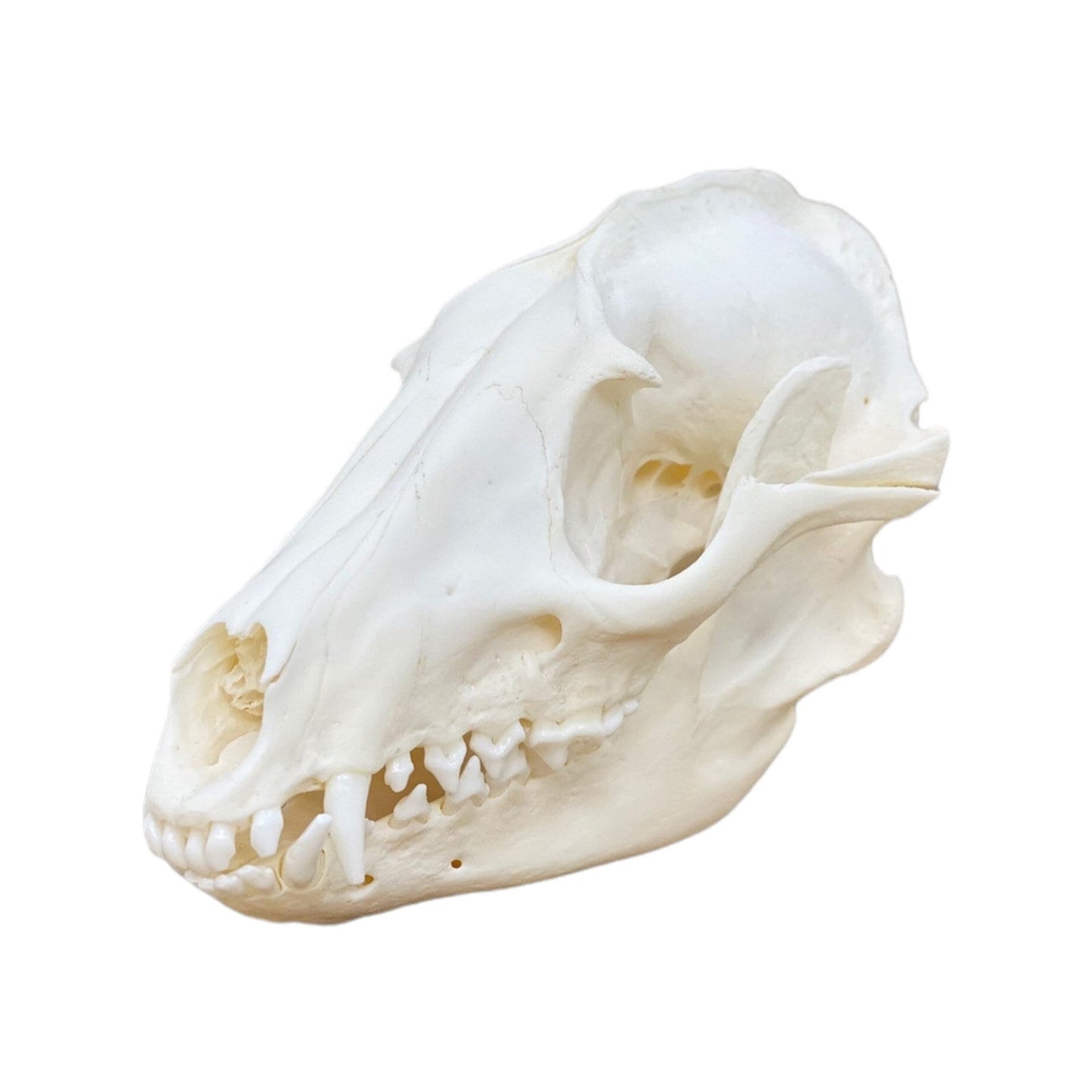 Real Tanuki / Raccoon Skull