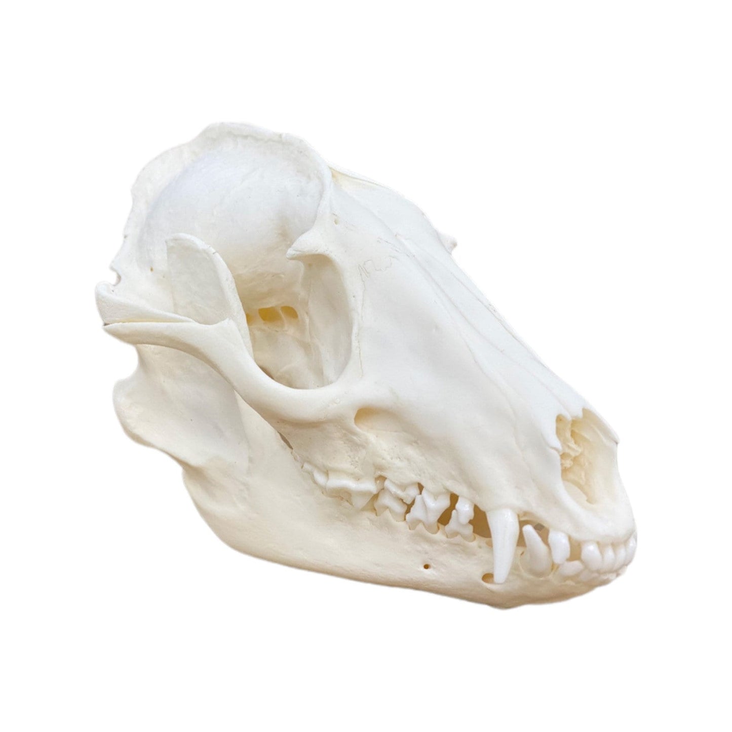 Real Tanuki / Japanese Raccoon Dog Skull (Nyctereutes) professionally cleaned, degreased and whitened, bone art" - Image 3