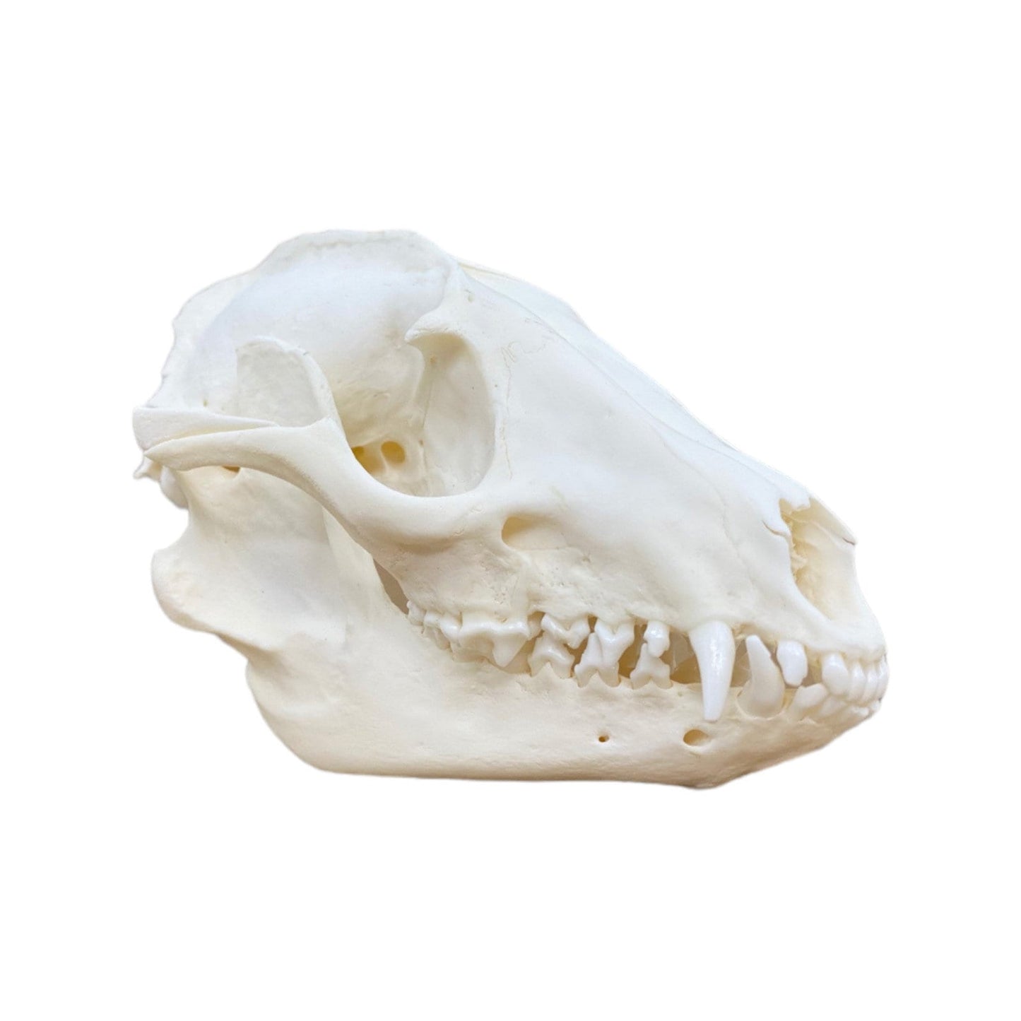 Real Tanuki / Japanese Raccoon Dog Skull (Nyctereutes) professionally cleaned, degreased and whitened, bone art" - Image 8