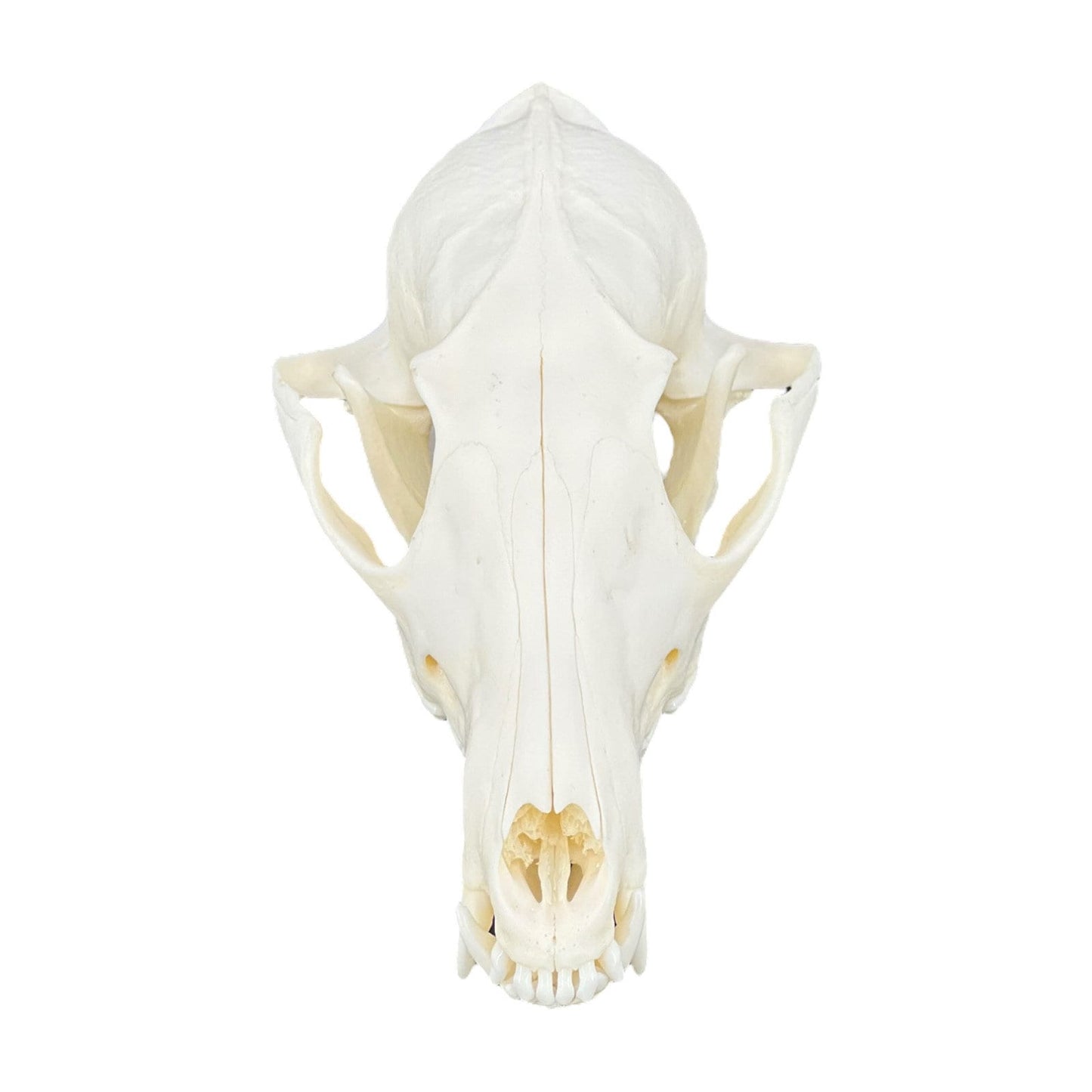 Real Red Fox Skull (Vulpes vulpes), degreased and whitened, bone art, perfectly clean animal skull - Image 4