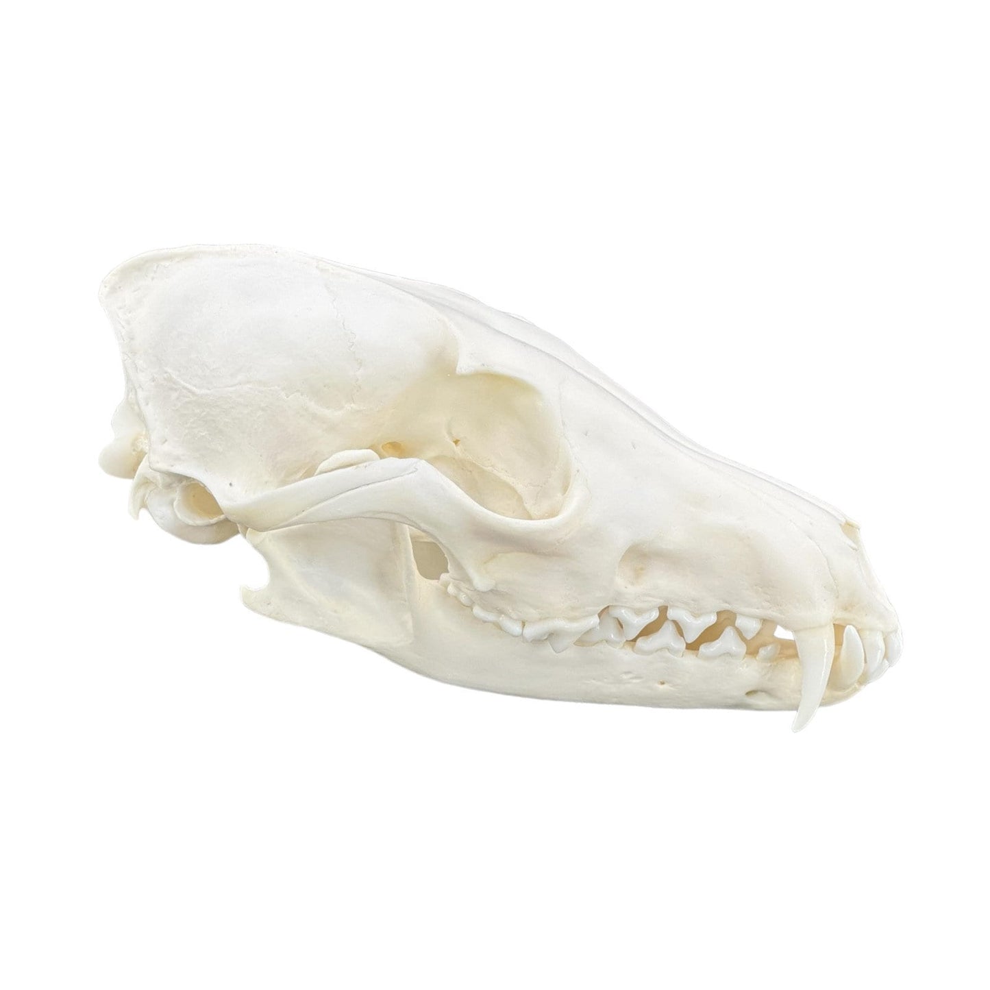 Real Red Fox Skull (Vulpes vulpes), degreased and whitened, bone art, perfectly clean animal skull - Image 5