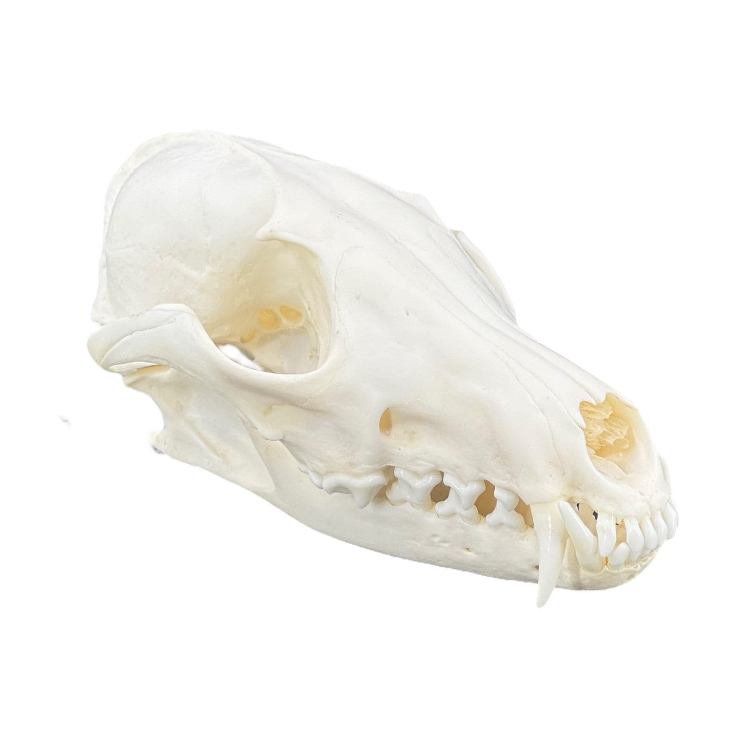 Real Red Fox Skull (Vulpes vulpes), degreased and whitened, bone art, perfectly clean animal skull - Image 9