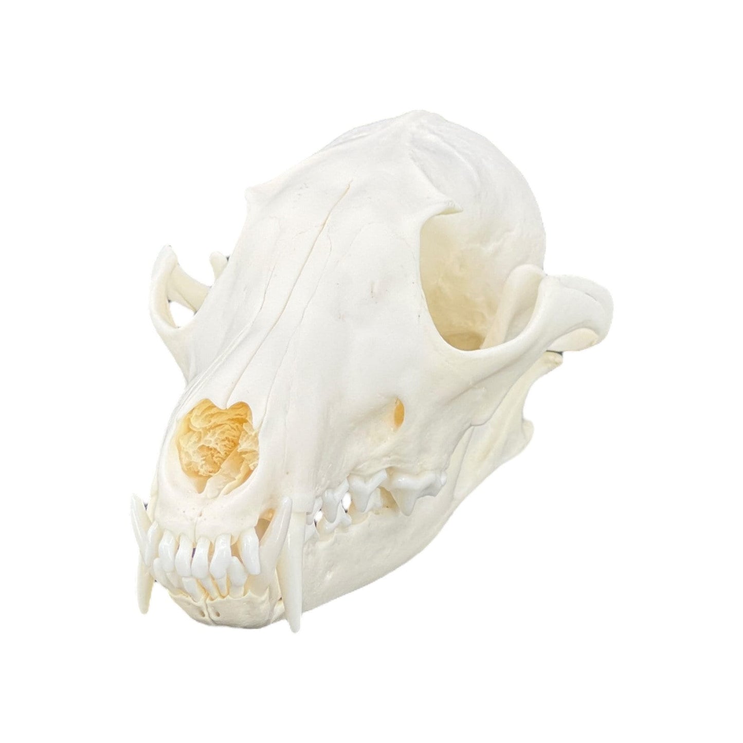Real Red Fox Skull (Vulpes vulpes), degreased and whitened, bone art, perfectly clean animal skull - Image 3