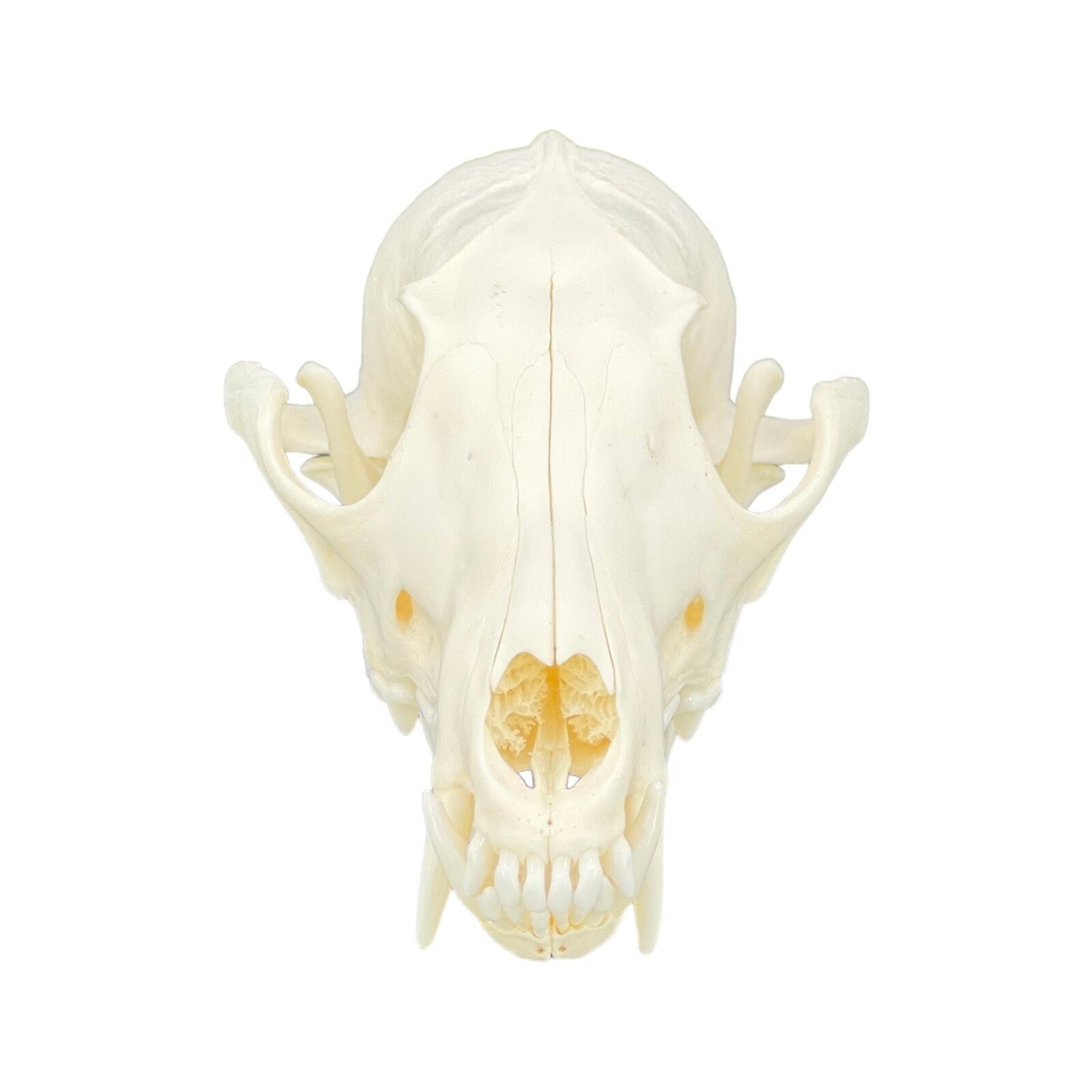 Real Red Fox Skull (Vulpes vulpes), degreased and whitened, bone art, perfectly clean animal skull - Image 8