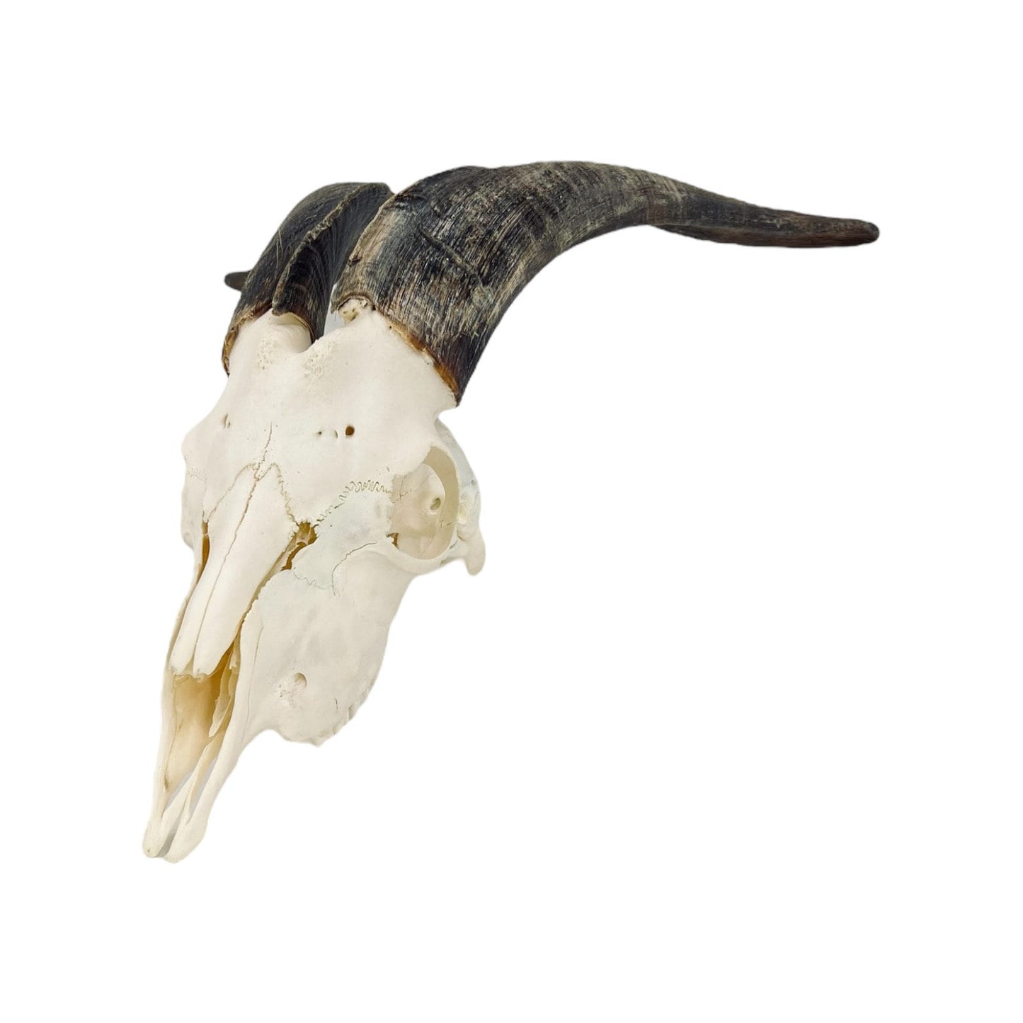 Real huge Goat Skull with horns, animal Skull, capra hircus, perfectly clean bone, home decor - Image 3