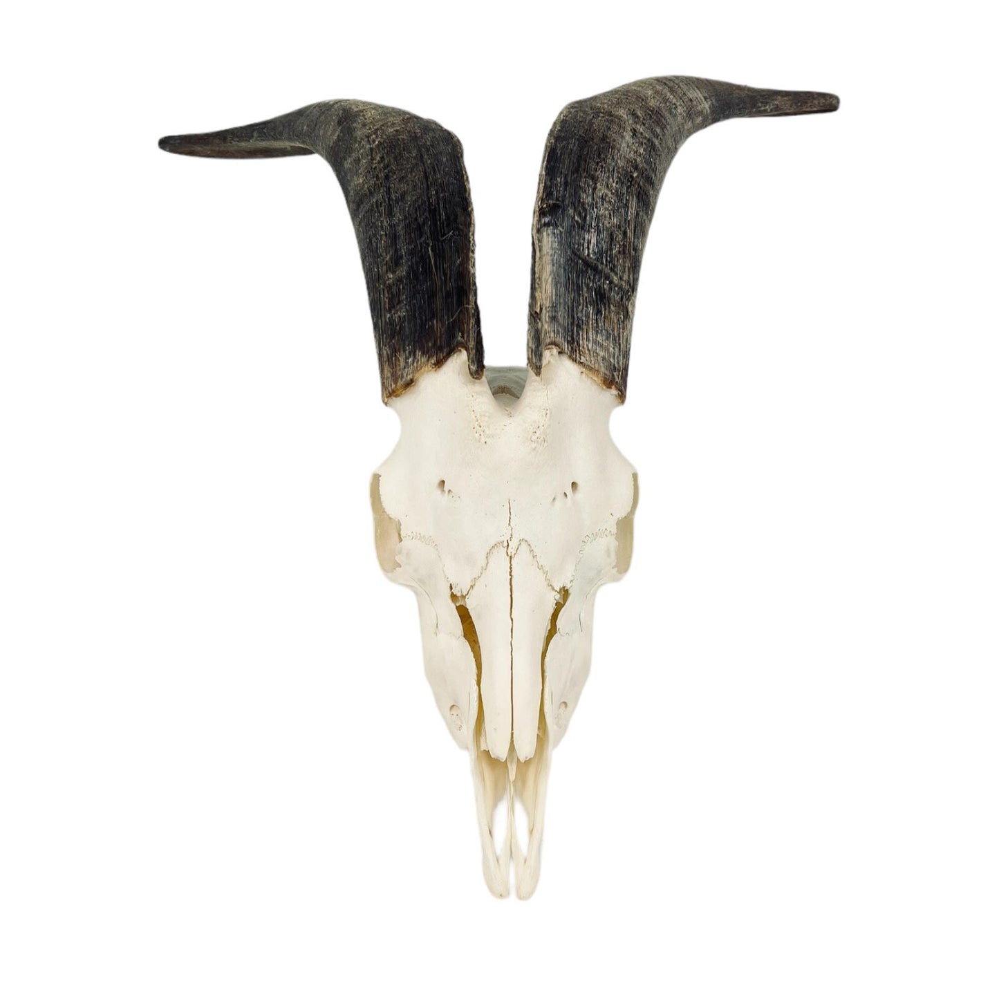 Real huge Goat Skull with horns, animal Skull, capra hircus, perfectly clean bone, home decor - Image 4