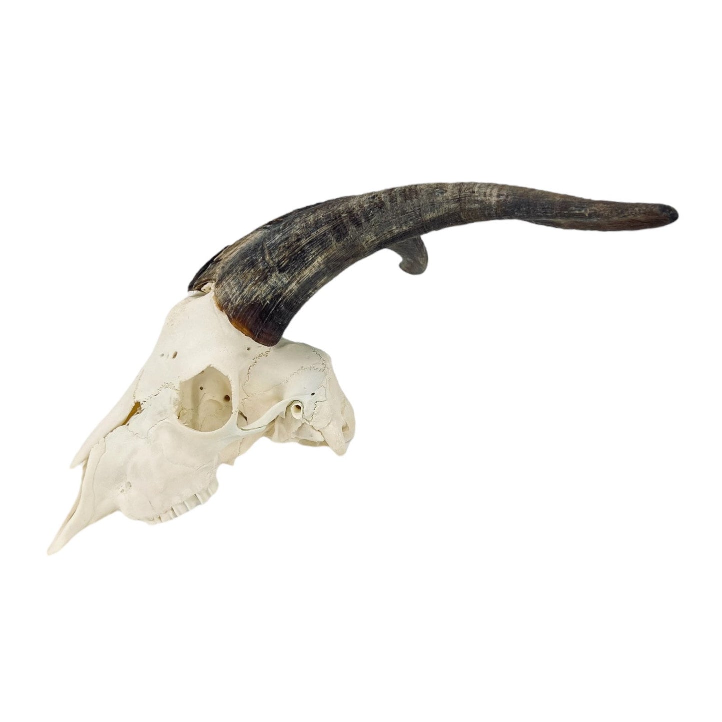 Real huge Goat Skull with horns, animal Skull, capra hircus, perfectly clean bone, home decor - Image 6