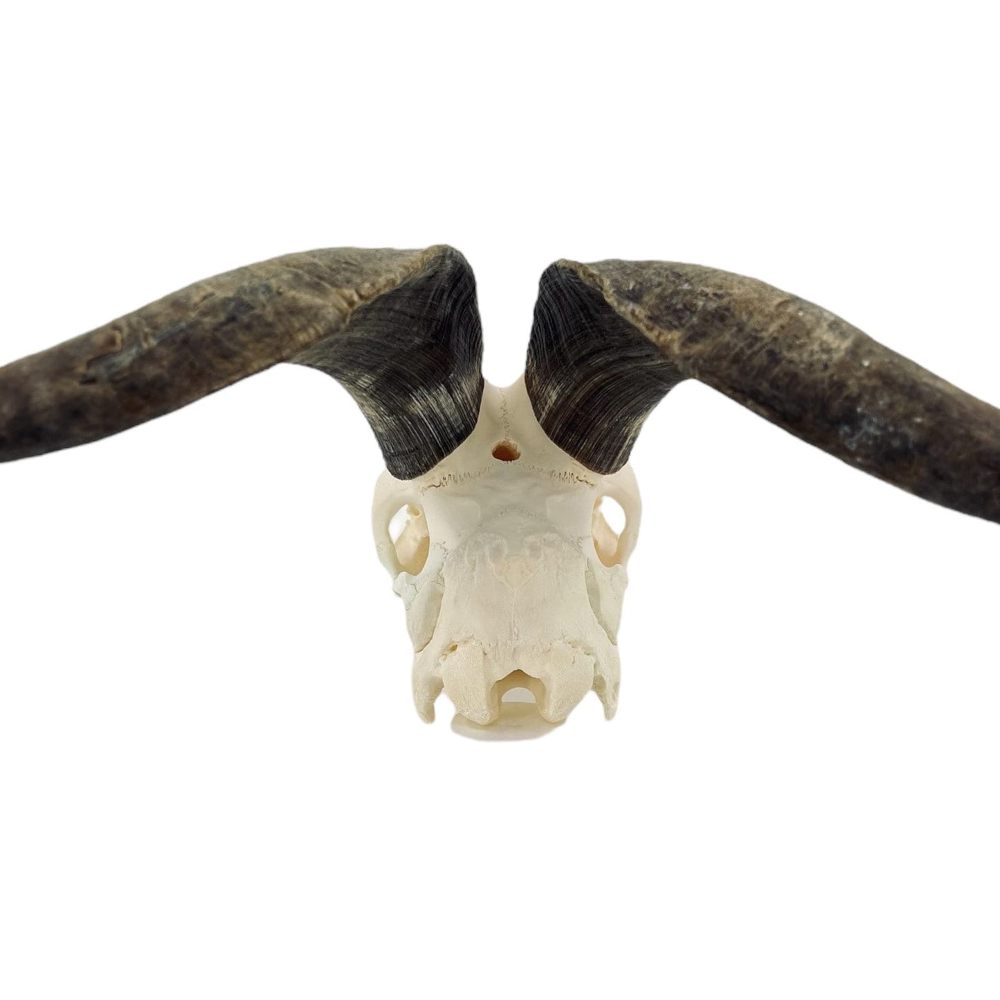 Real huge Goat Skull with horns, animal Skull, capra hircus, perfectly clean bone, home decor - Image 10