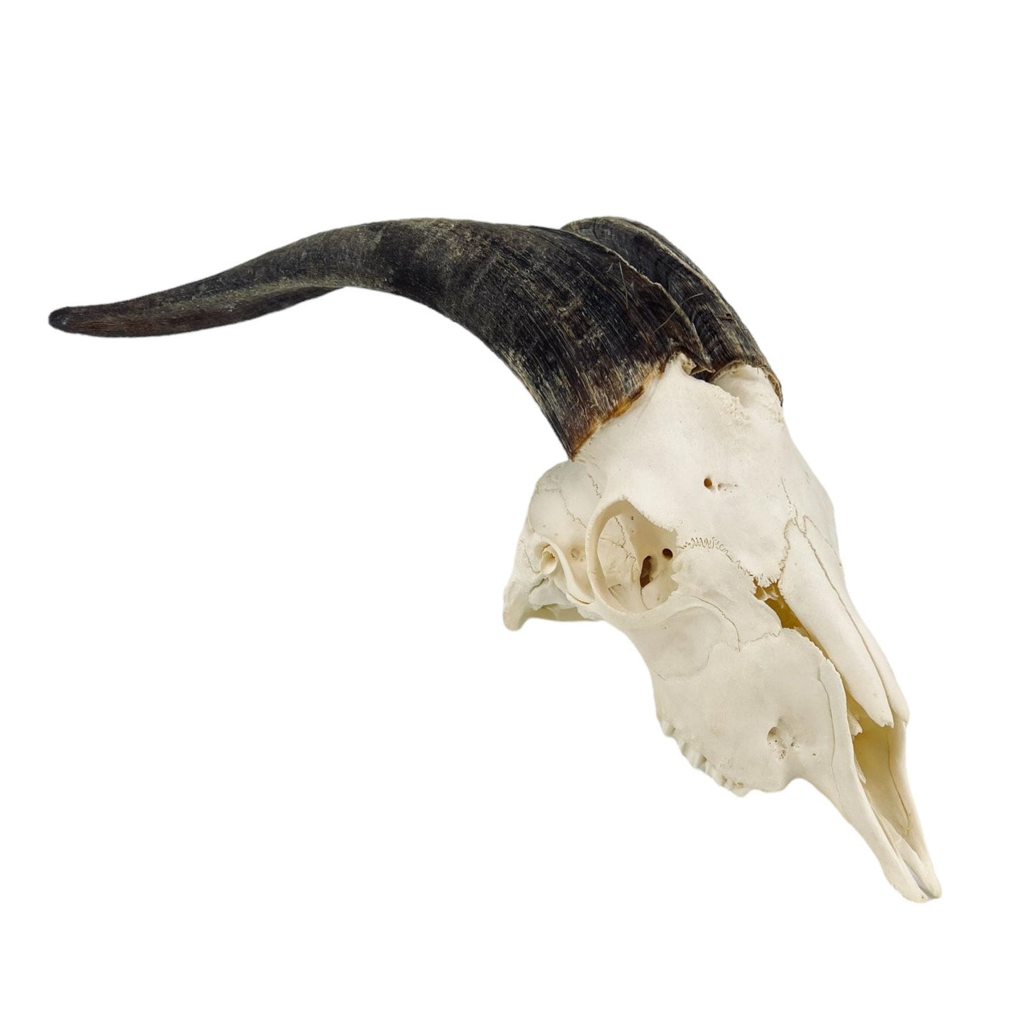 Real huge Goat Skull with horns, animal Skull, capra hircus, perfectly clean bone, home decor - Image 7