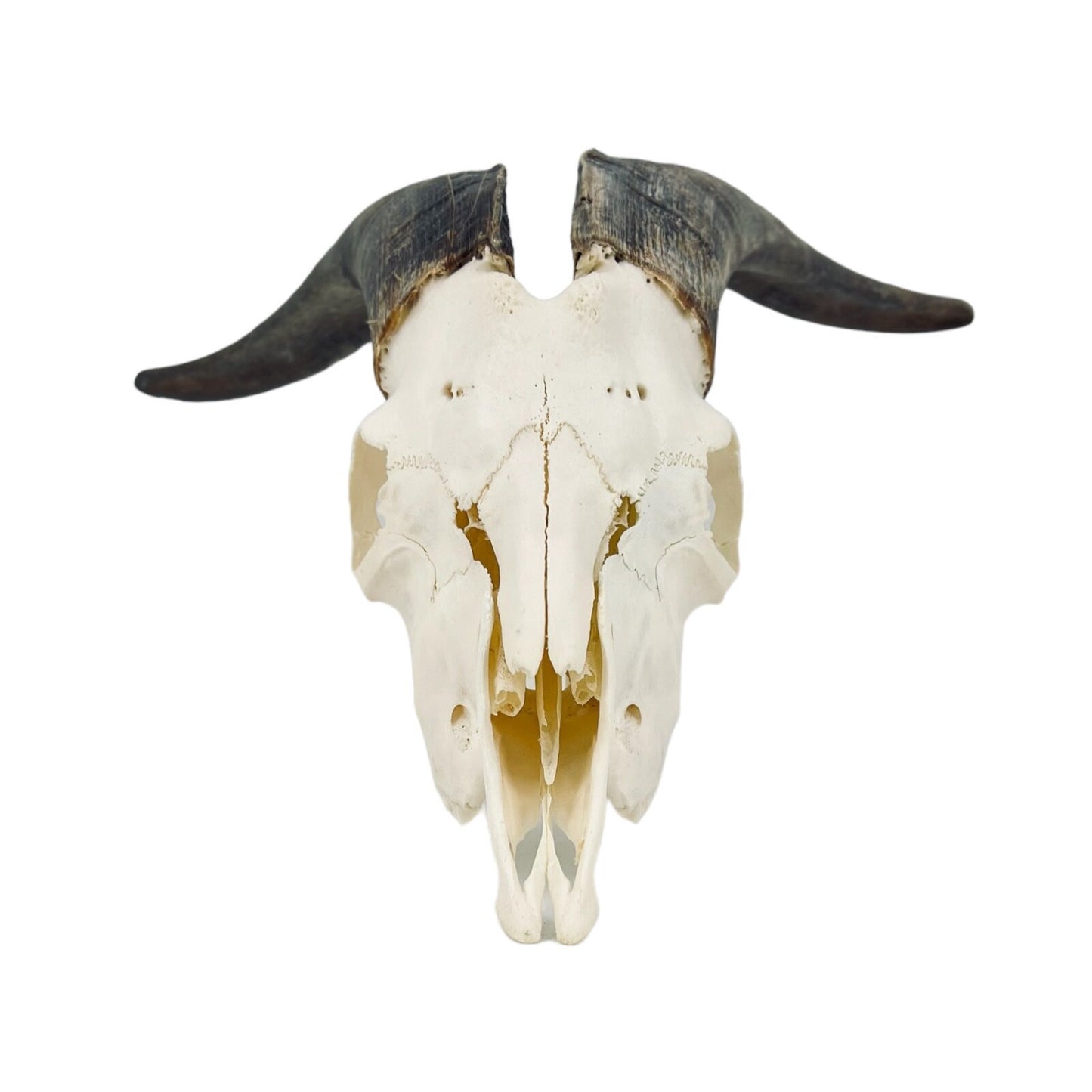 Real huge Goat Skull with horns, animal Skull, capra hircus, perfectly clean bone, home decor - Image 5