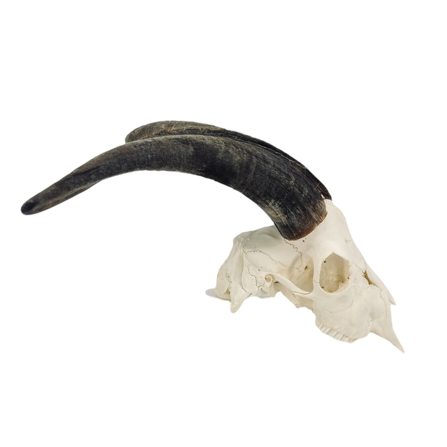 Real huge Goat Skull with horns, animal Skull, capra hircus, perfectly clean bone, home decor - Image 9