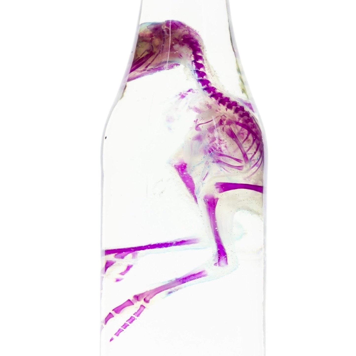 Diaphonized Chick Chicken, bird. Purple blue diaphonization, wet specimen, diaphonised bird skeleton - Image 6
