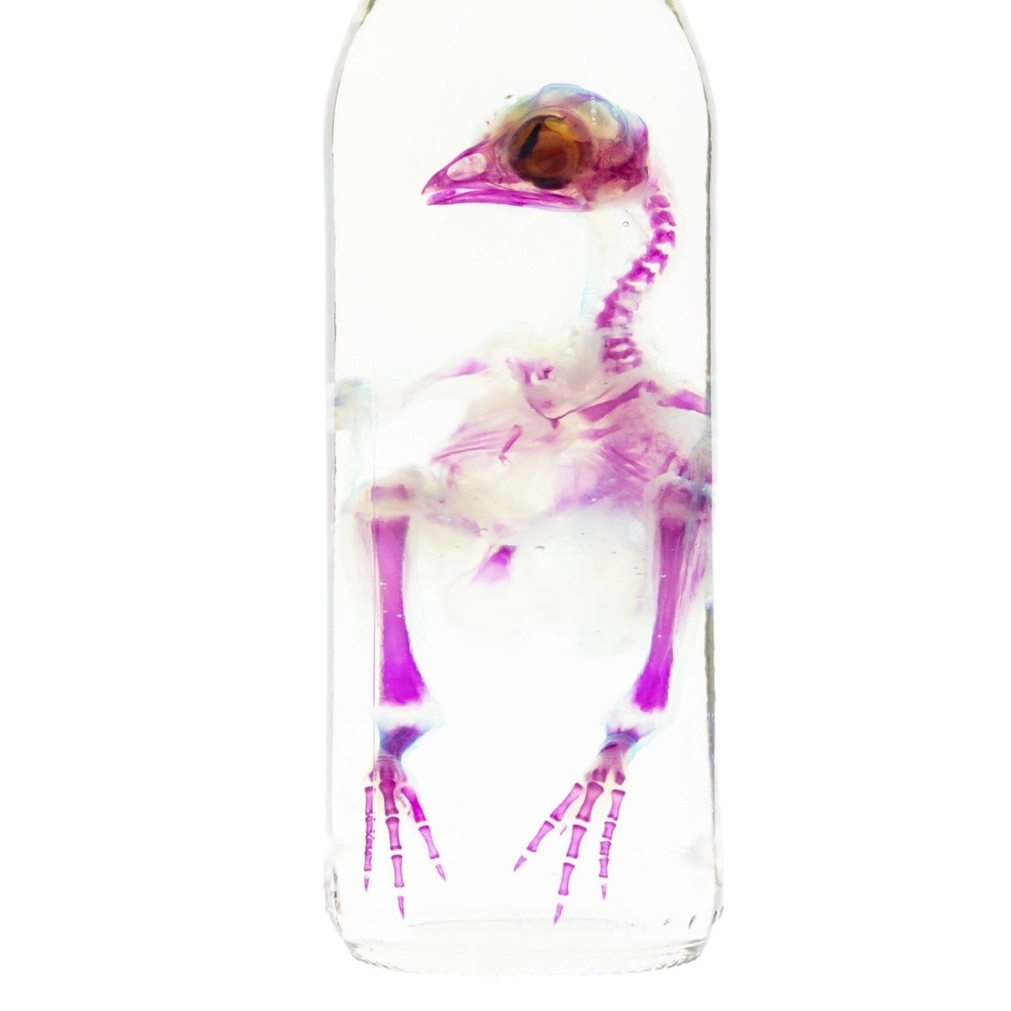 Diaphonized Chick Chicken, bird. Purple blue diaphonization, wet specimen, diaphonised bird skeleton - Image 8