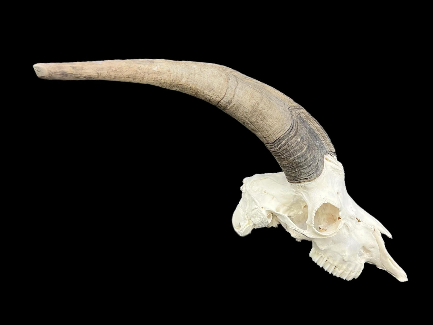 Real huge Goat Skull, Capra Hircus, professionally cleaned, animal skull decor, skull with horns - Image 5