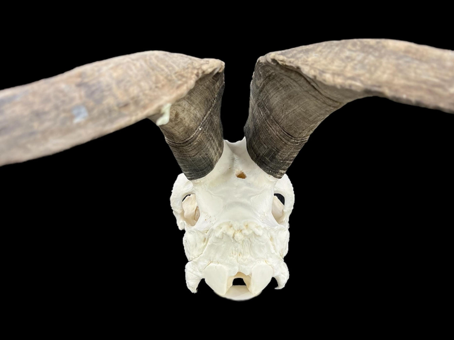 Real huge Goat Skull, Capra Hircus, professionally cleaned, animal skull decor, skull with horns - Image 9