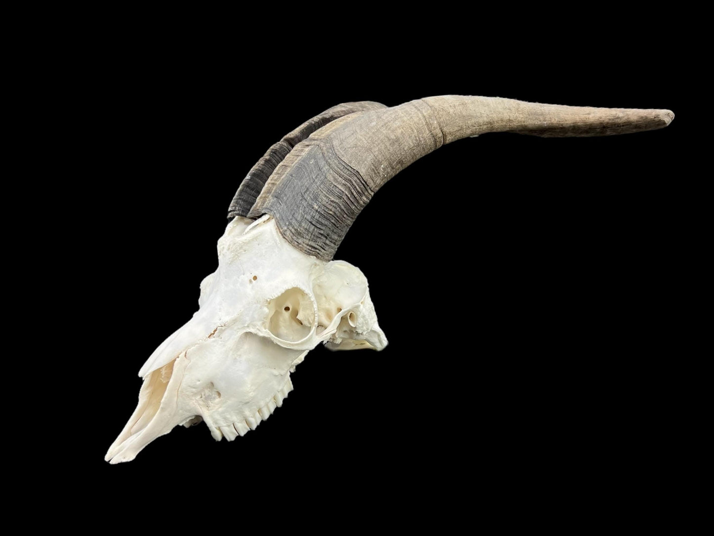 Real huge Goat Skull, Capra Hircus, professionally cleaned, animal skull decor, skull with horns - Image 3