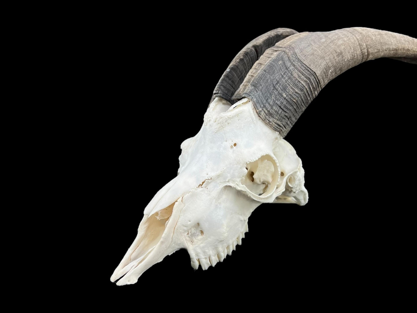 Real huge Goat Skull, Capra Hircus, professionally cleaned, animal skull decor, skull with horns - Image 6