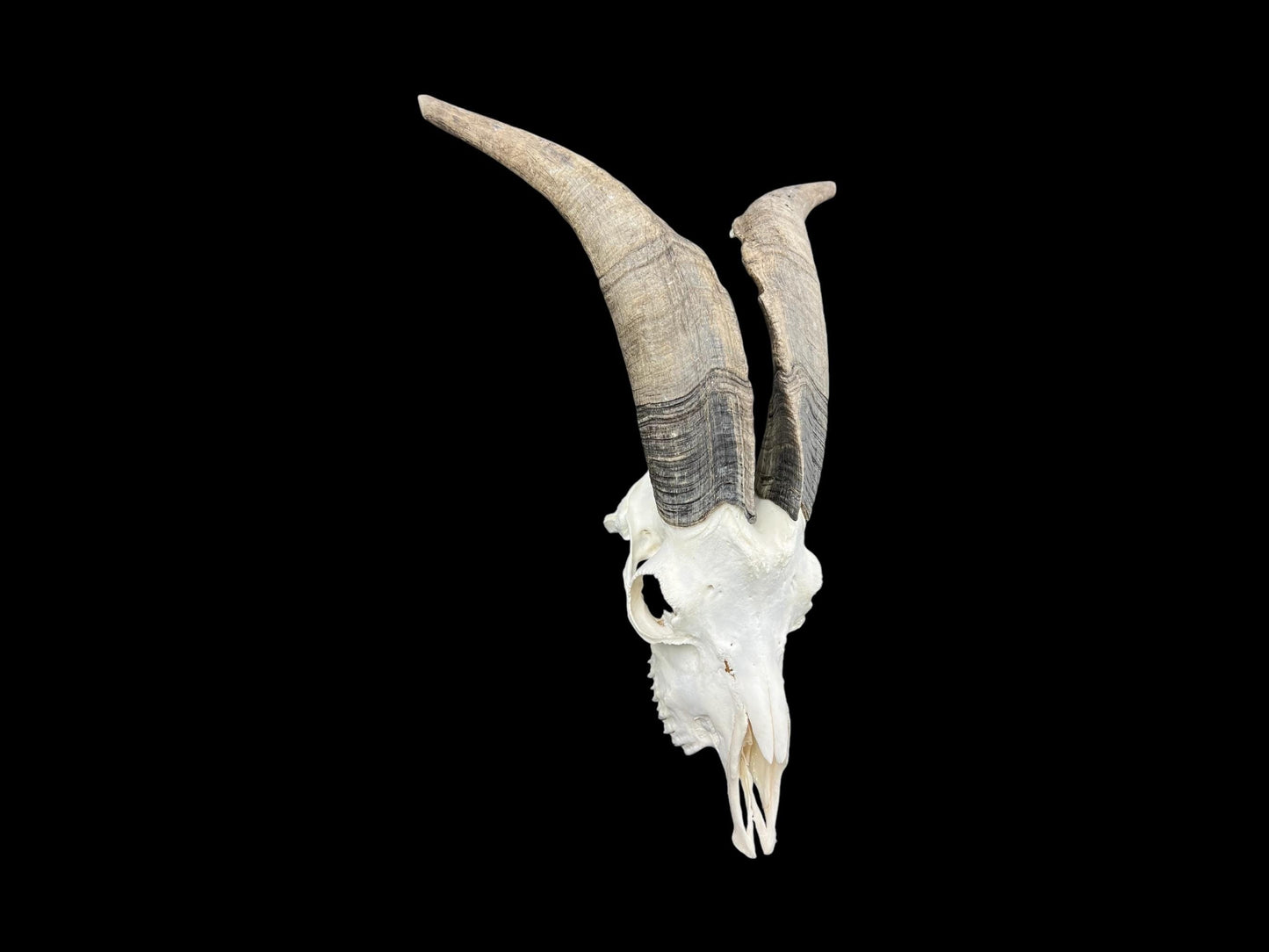 Real huge Goat Skull, Capra Hircus, professionally cleaned, animal skull decor, skull with horns - Image 7