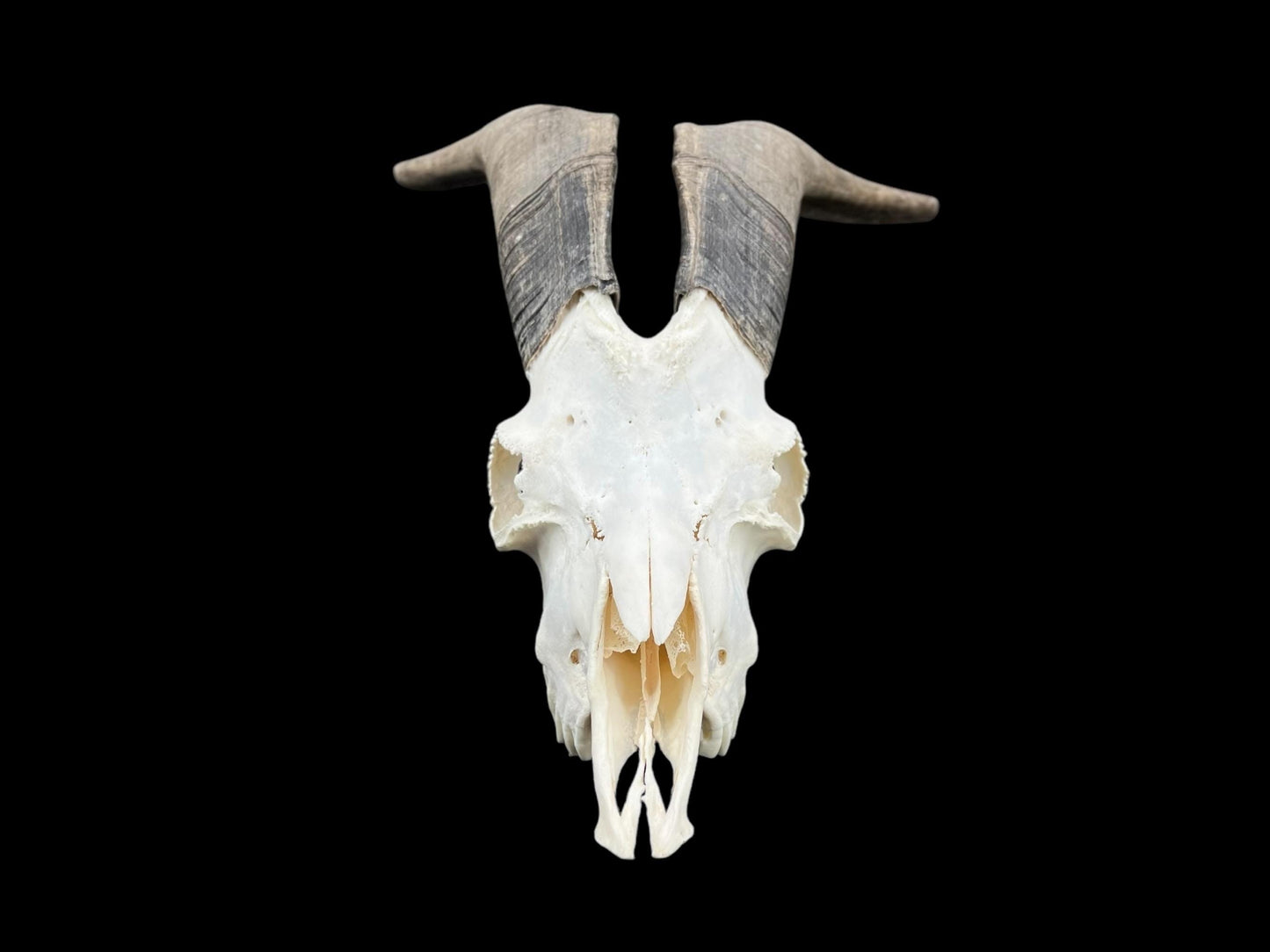 Real huge Goat Skull, Capra Hircus, professionally cleaned, animal skull decor, skull with horns - Image 4