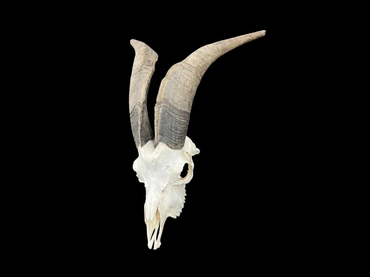 Real huge Goat Skull, Capra Hircus, professionally cleaned, animal skull decor, skull with horns - Image 8