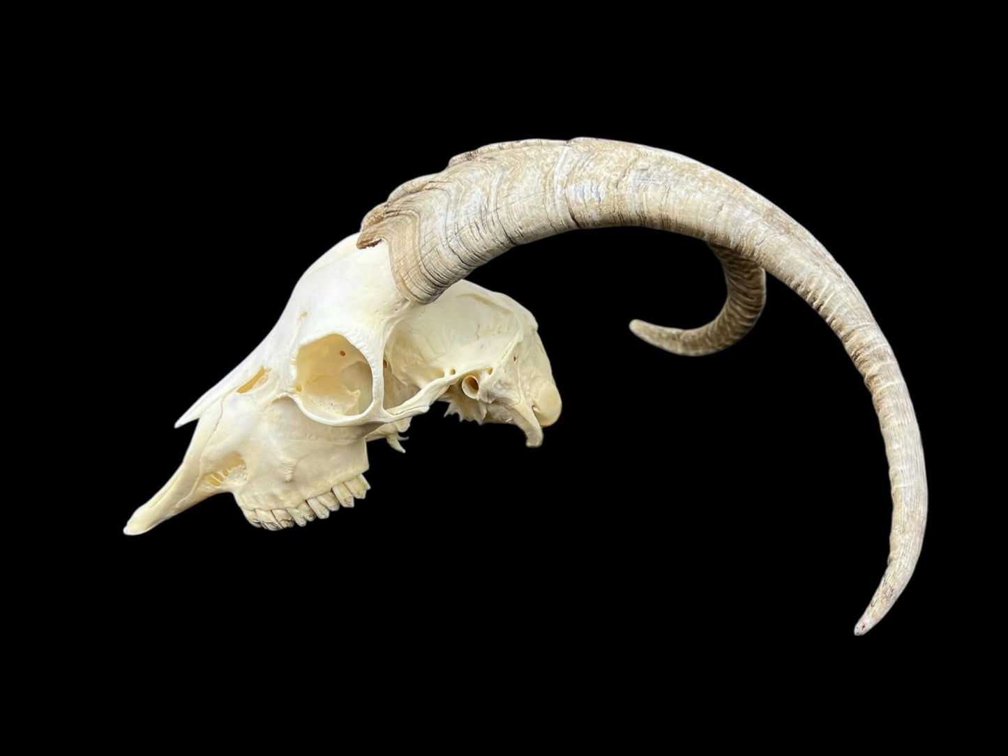 Real Goat Skull (Capra hircus) with dark horns, professionally cleaned, white animal skull, skull decor - Image 6