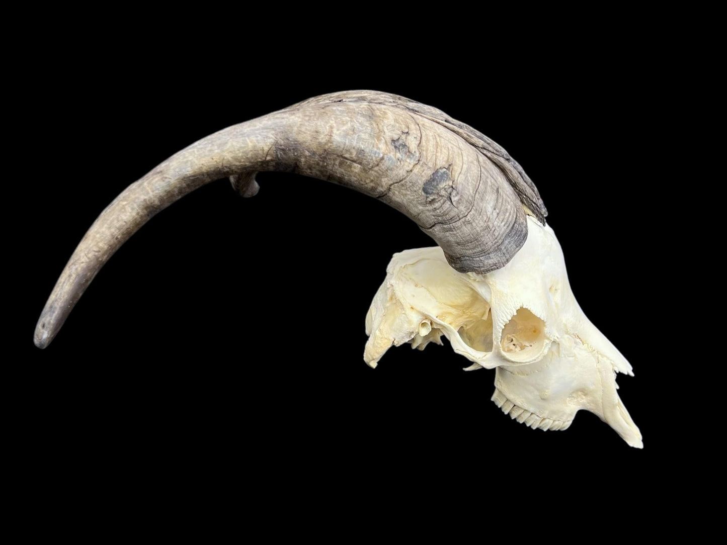 Real Goat Skull with dark horns (Capra Hircus) perfectly clean animal skull, real white bone, veterinary, animal bones - Image 6
