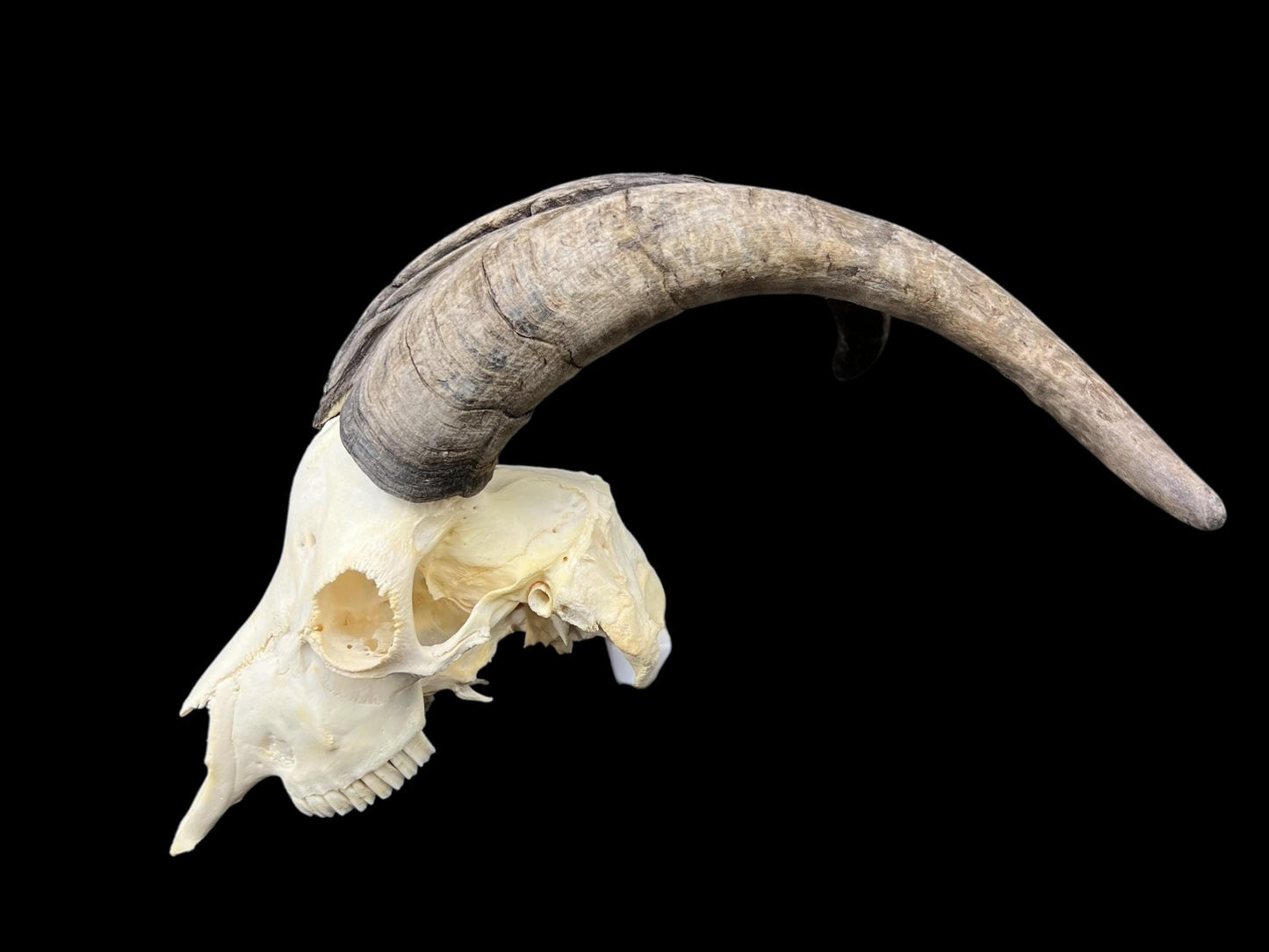 Real Goat Skull with dark horns (Capra Hircus) perfectly clean animal skull, real white bone, veterinary, animal bones - Image 8