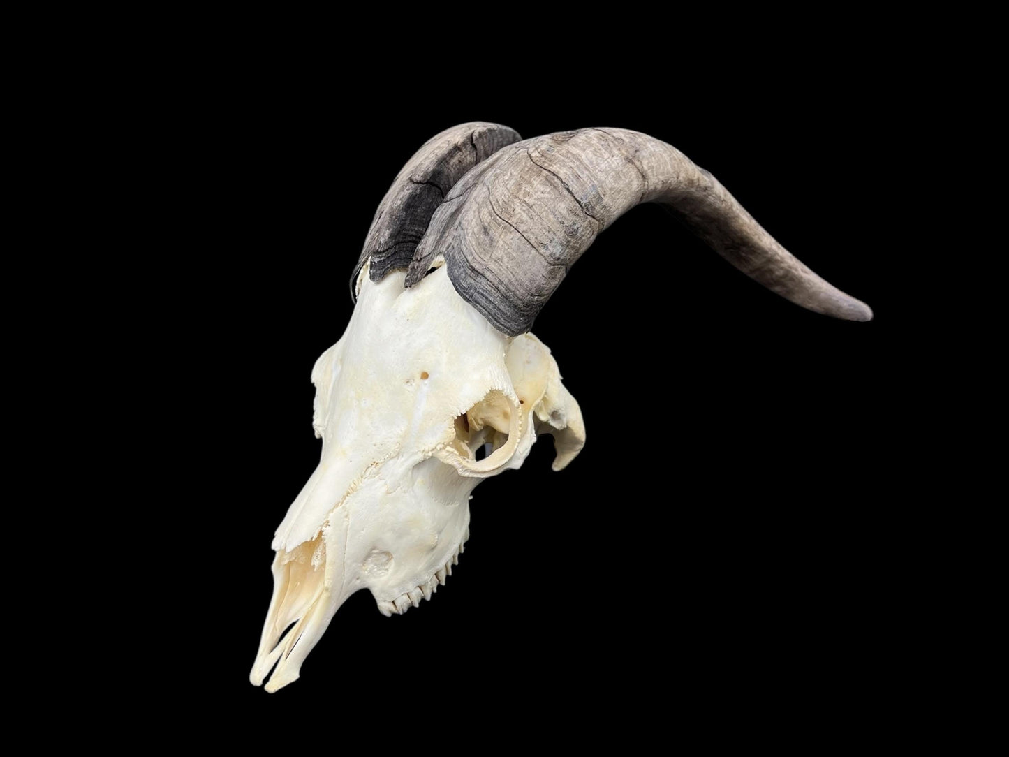 Real Goat Skull with dark horns (Capra Hircus) perfectly clean animal skull, real white bone, veterinary, animal bones - Image 3