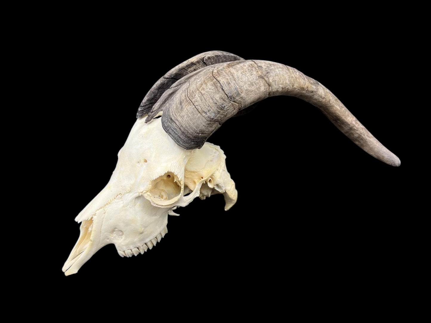 Real Goat Skull with dark horns (Capra Hircus) perfectly clean animal skull, real white bone, veterinary, animal bones - Image 5