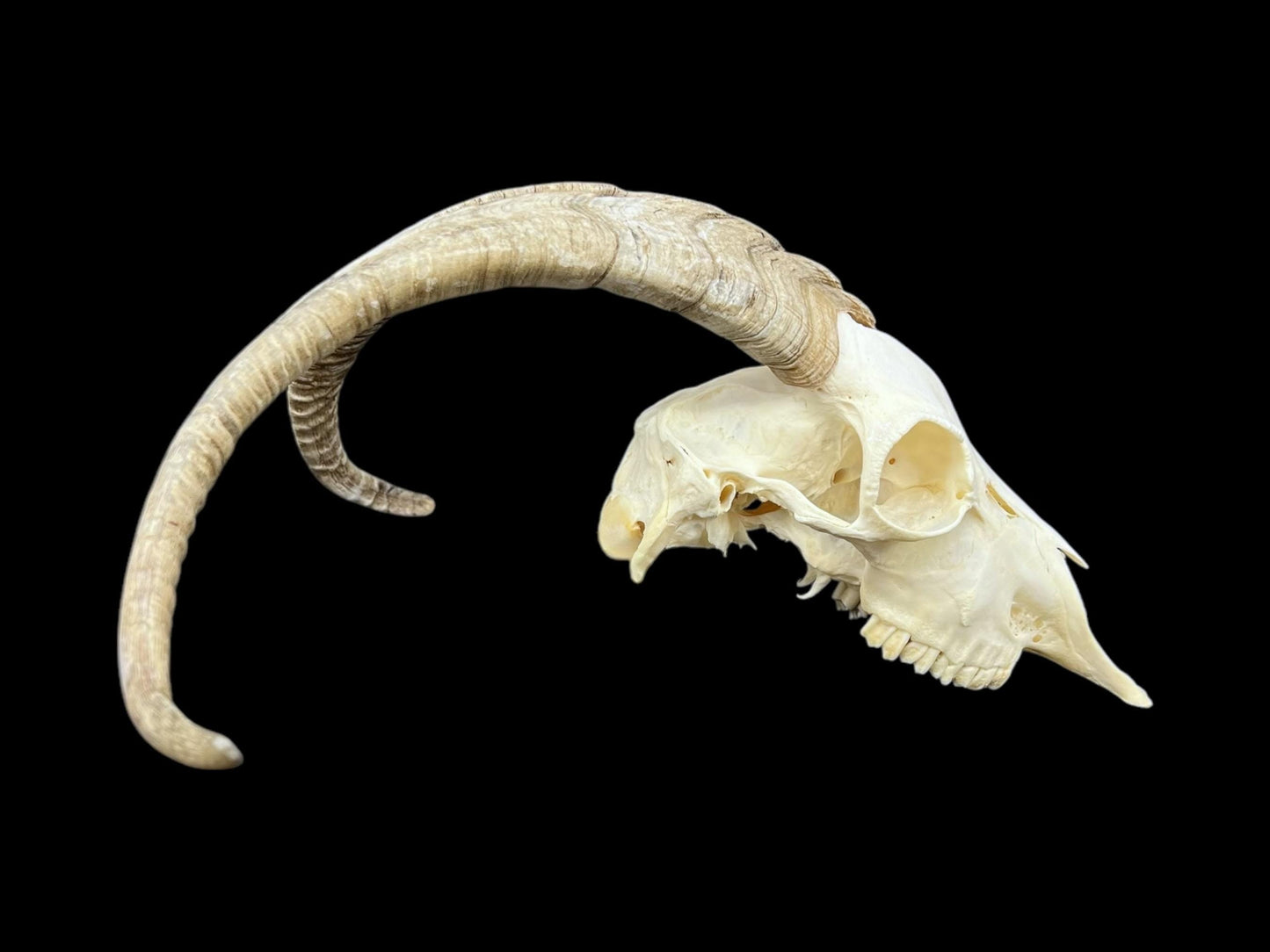 Real Goat Skull (Capra hircus) with dark horns, professionally cleaned, white animal skull, skull decor - Image 5