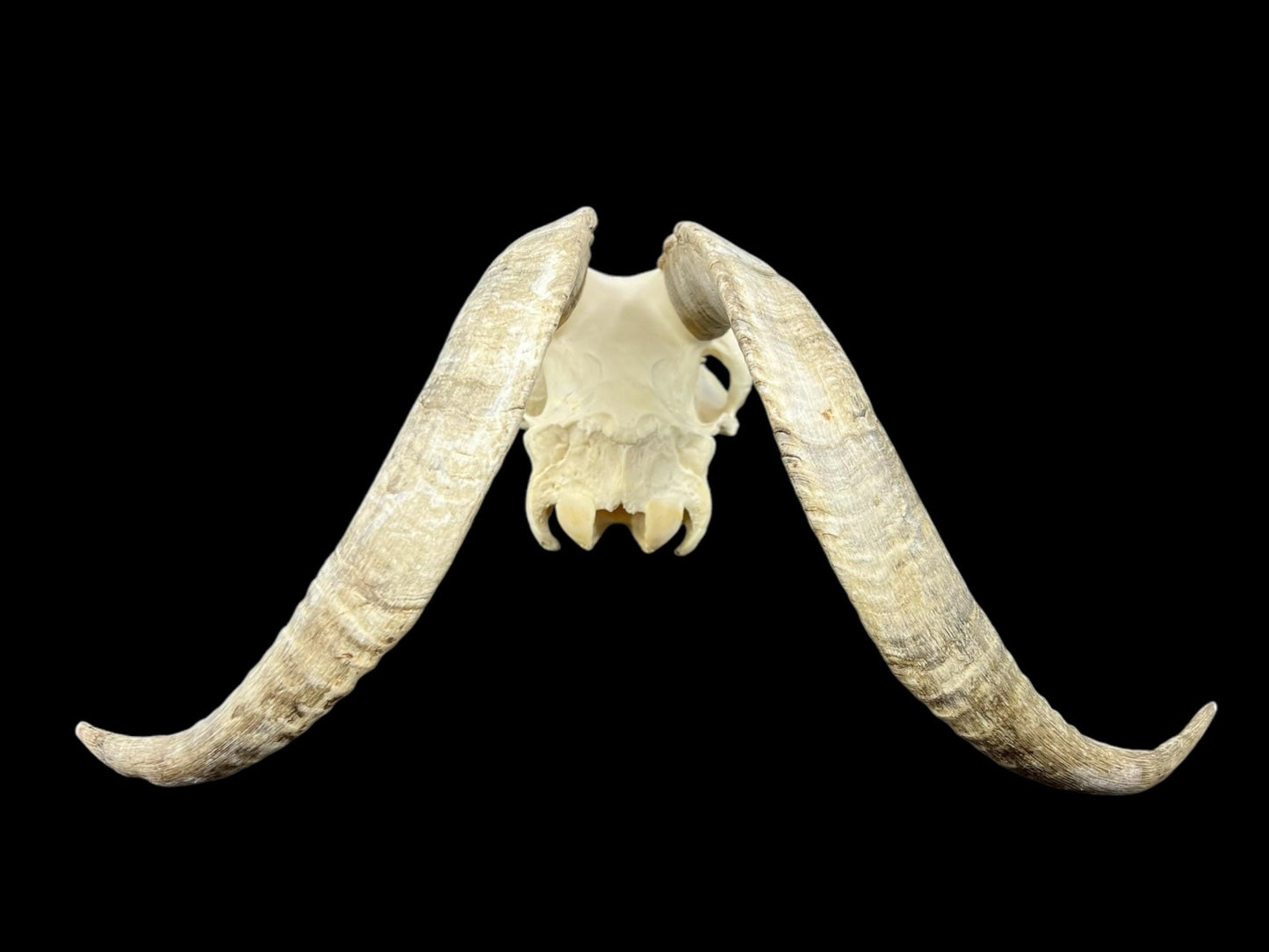 Real Goat Skull (Capra hircus) with dark horns, professionally cleaned, white animal skull, skull decor - Image 7