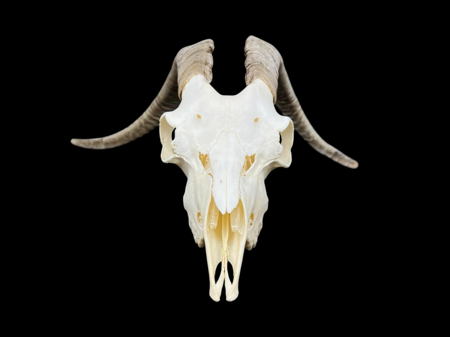 Real Goat Skull (Capra hircus) with dark horns, professionally cleaned, white animal skull, skull decor - Image 2