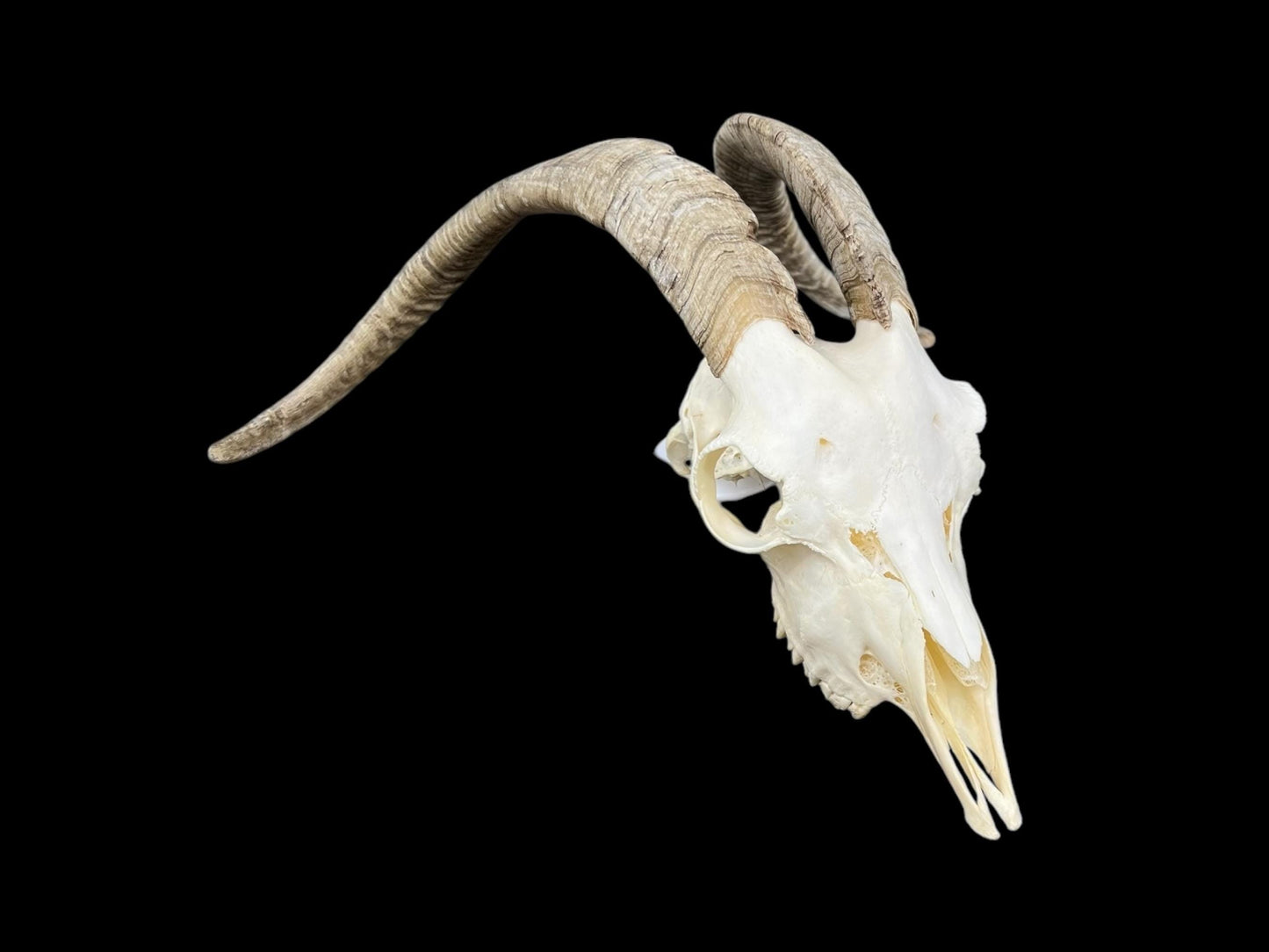 Real Goat Skull (Capra hircus) with dark horns, professionally cleaned, white animal skull, skull decor - Image 3
