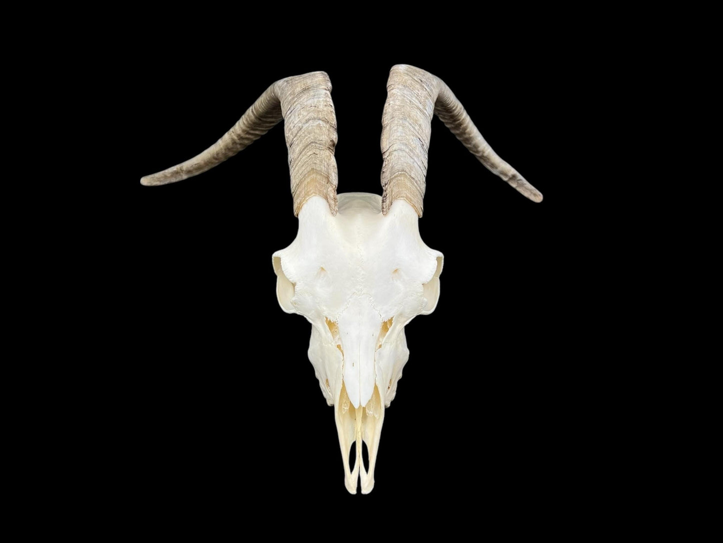 Real Goat Skull (Capra hircus) with dark horns, professionally cleaned, white animal skull, skull decor - Image 4