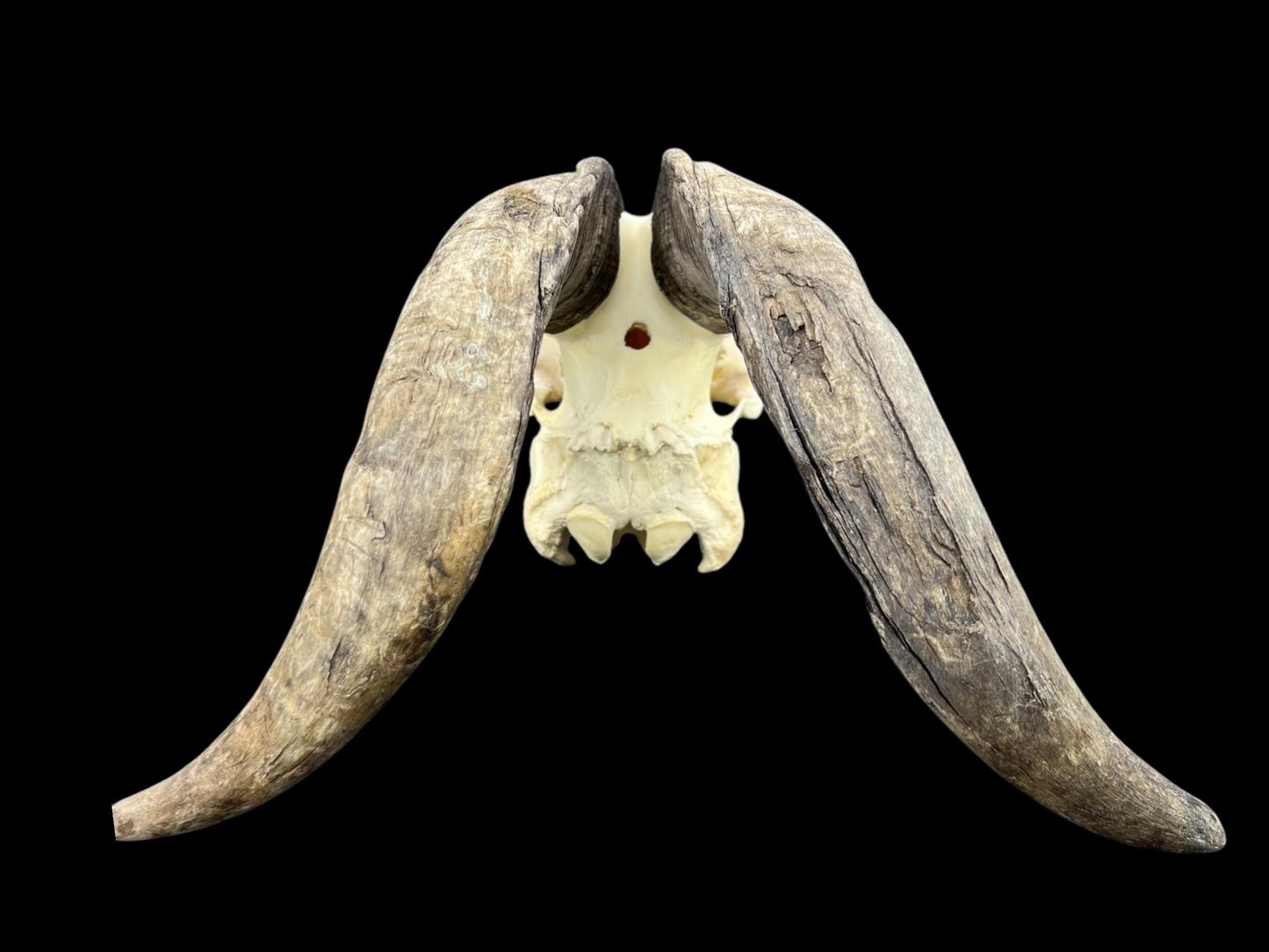 Real Goat Skull with dark horns (Capra Hircus) perfectly clean animal skull, real white bone, veterinary, animal bones - Image 9